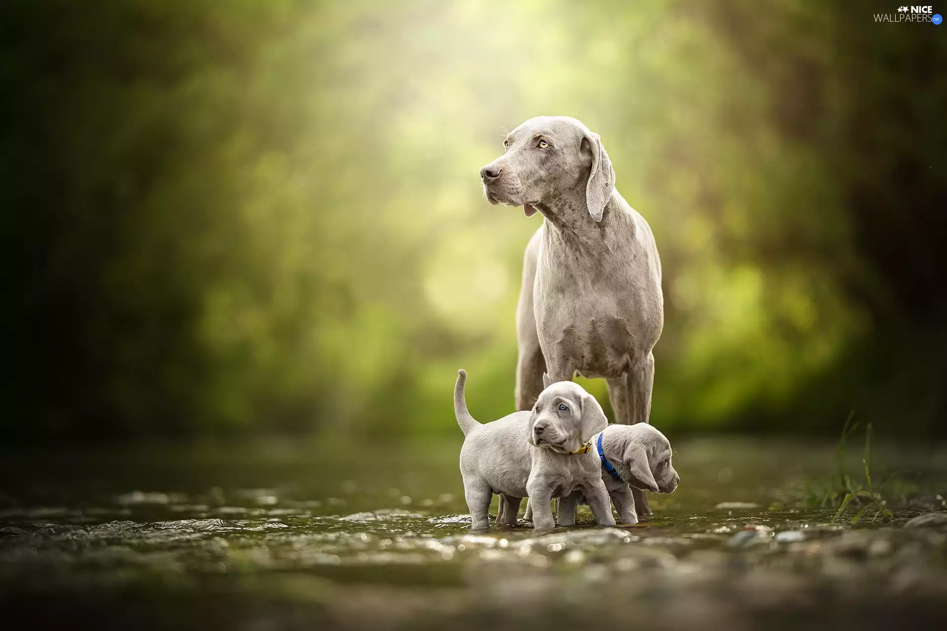 Dogs, puppies, wander, Weimaraner