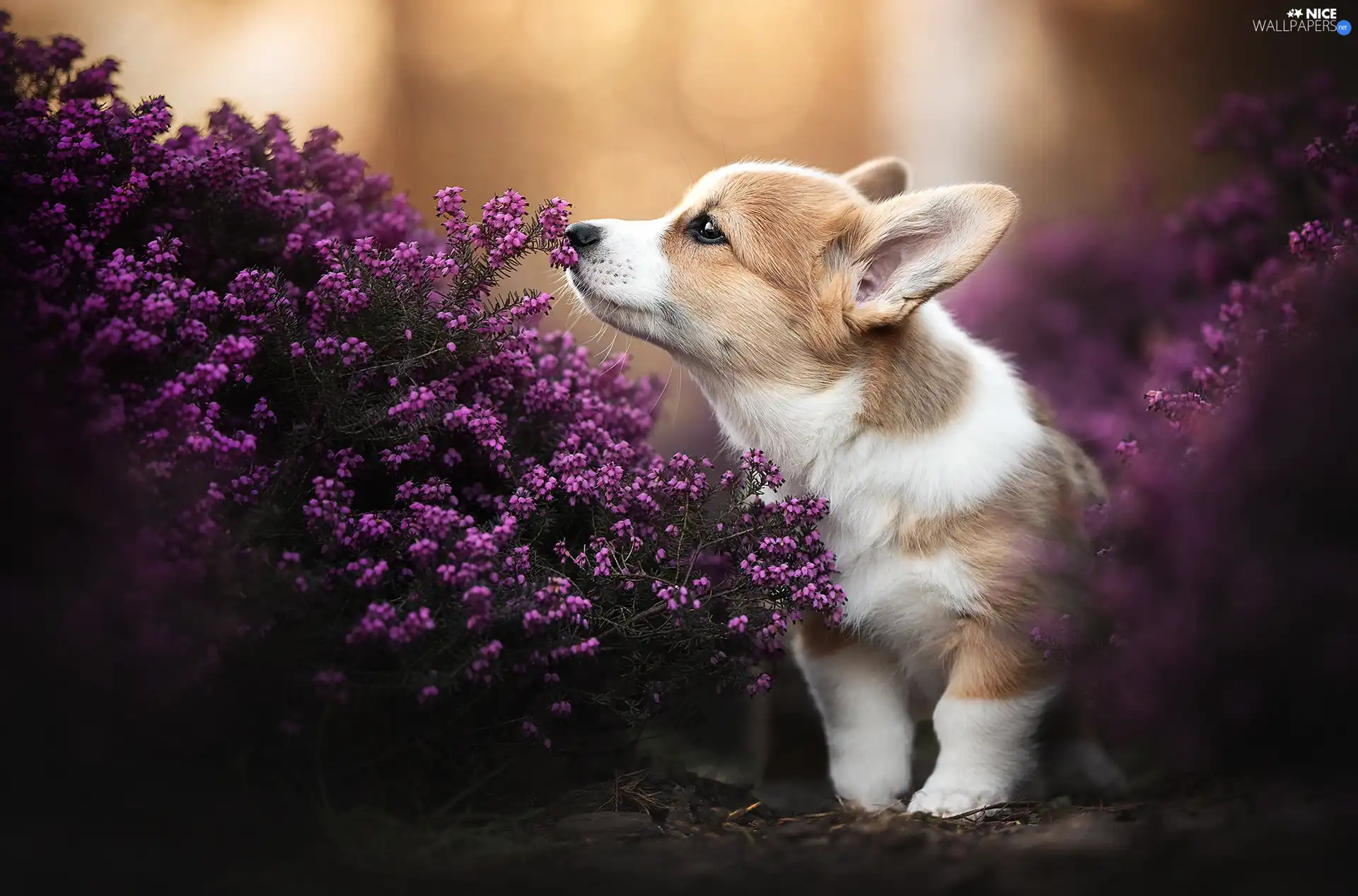 dog, Puppy, Heath, Welsh corgi pembroke