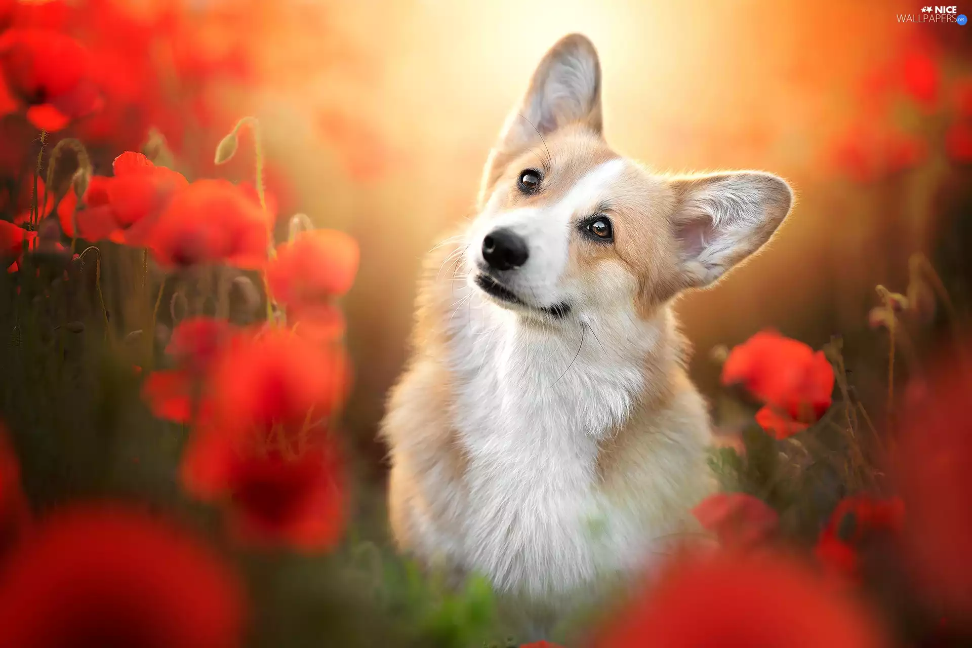 dog, Flowers, papavers, Welsh corgi pembroke