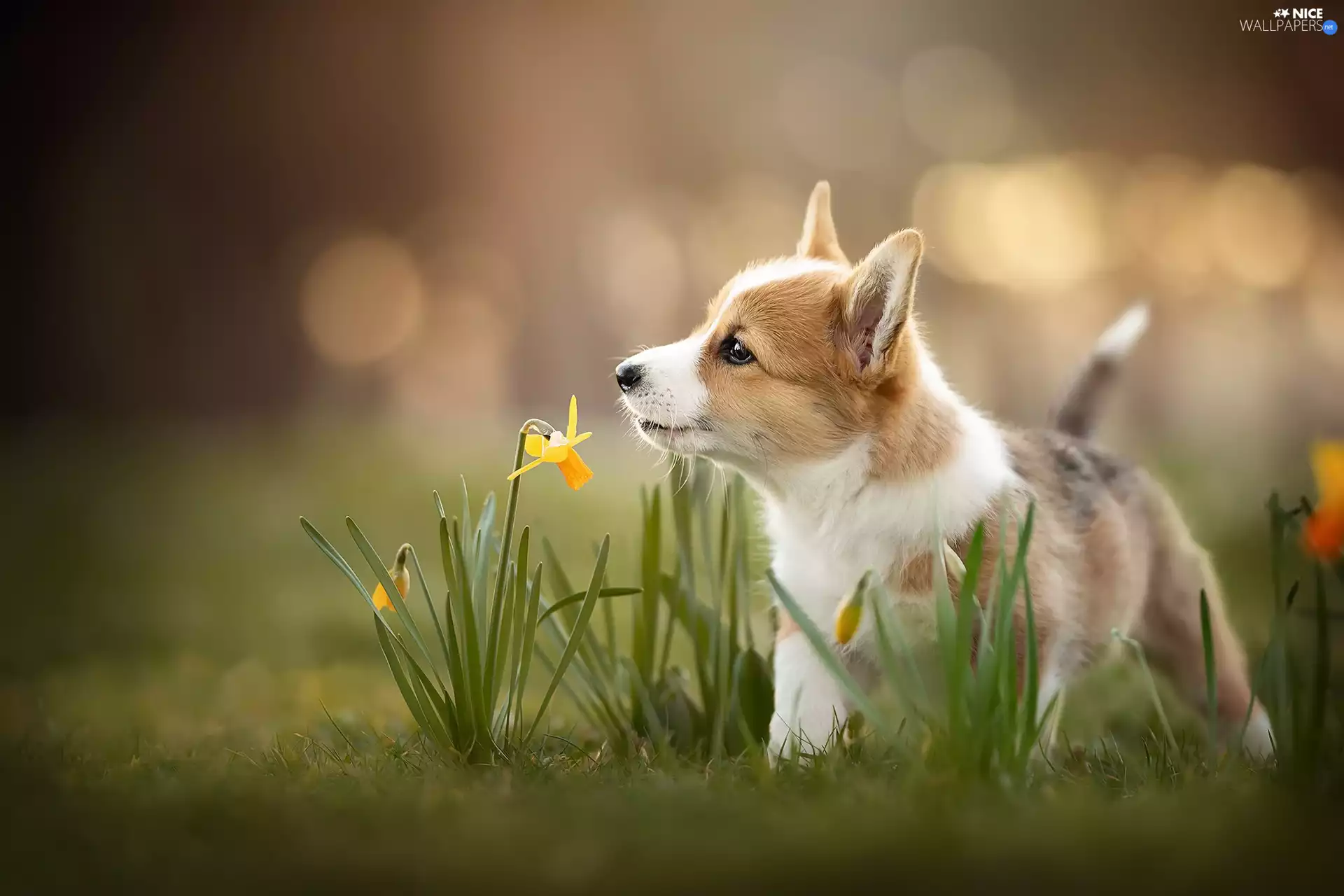 Flowers, Jonquil, Puppy, Welsh corgi pembroke, dog