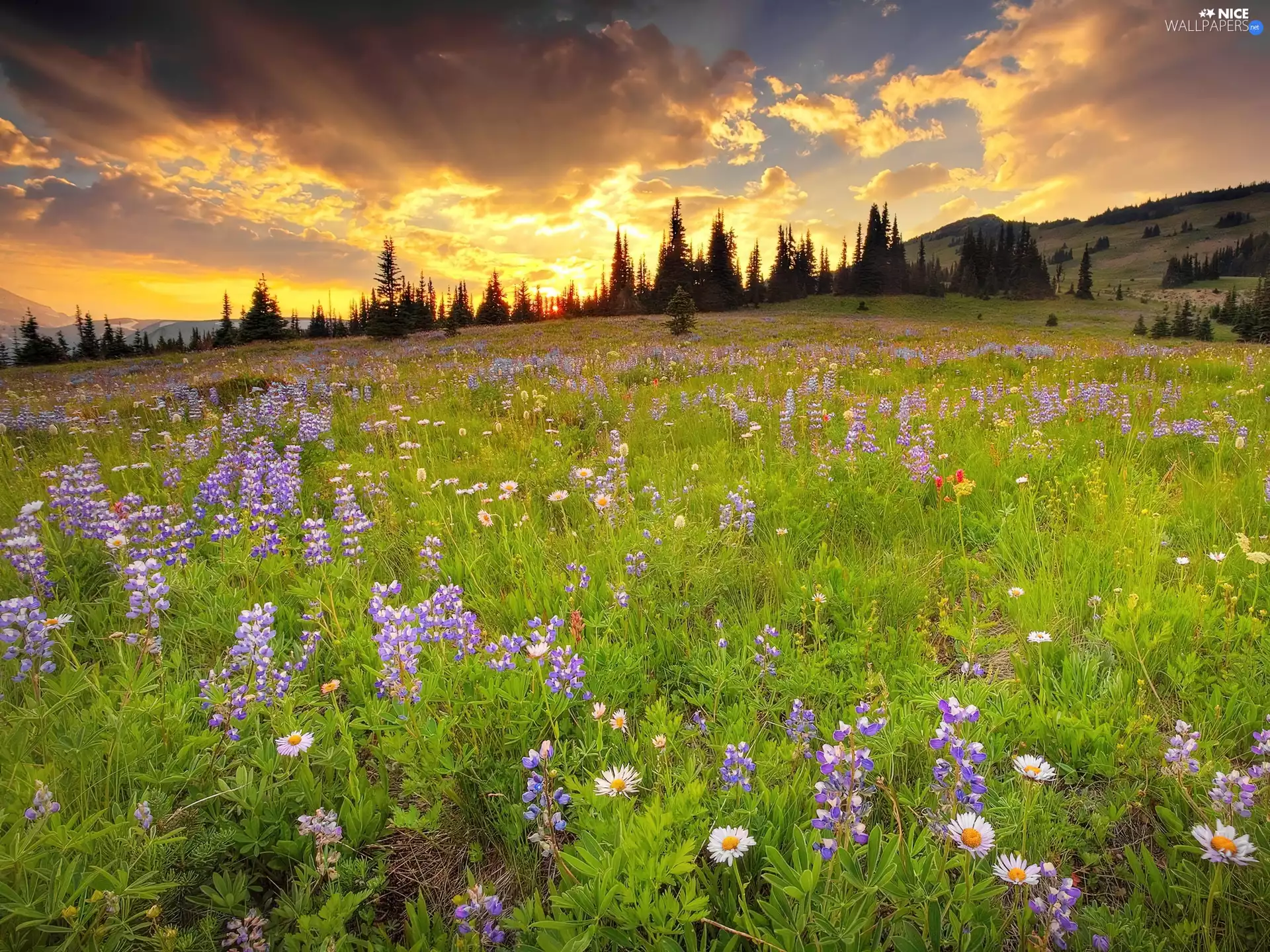 Meadow, sun, lupine, west