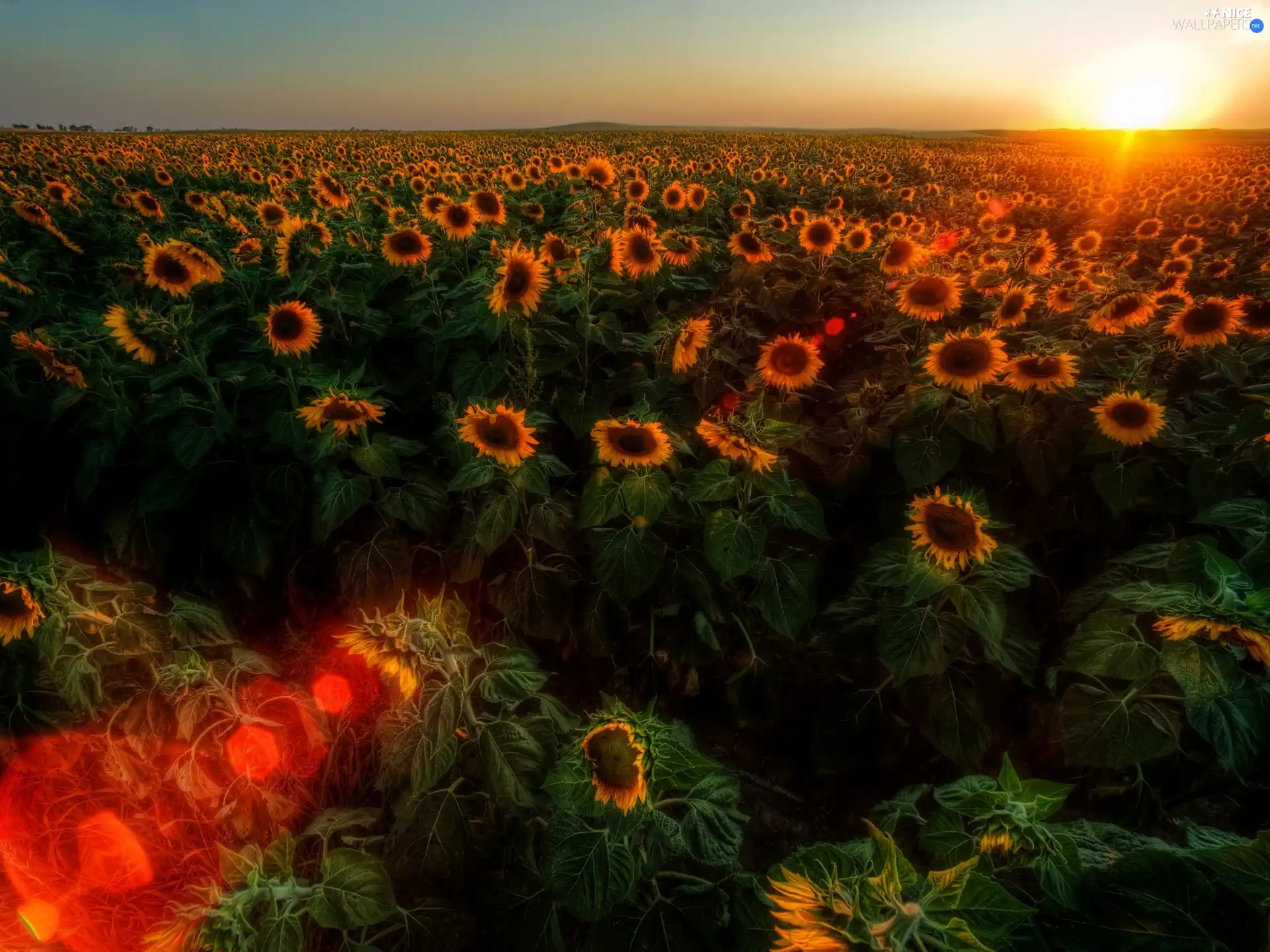 sun, Nice sunflowers, west