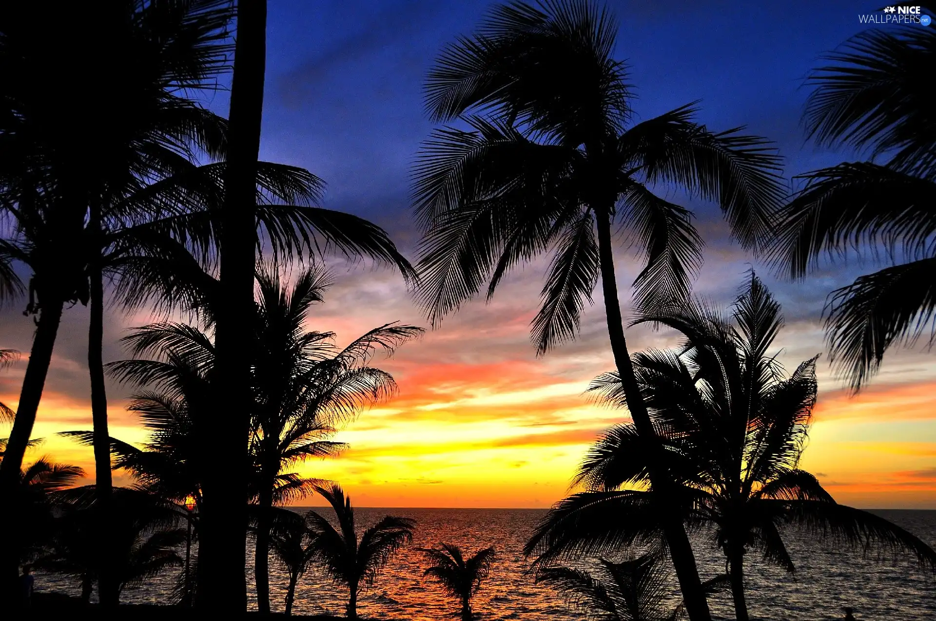 west, Palms, sea