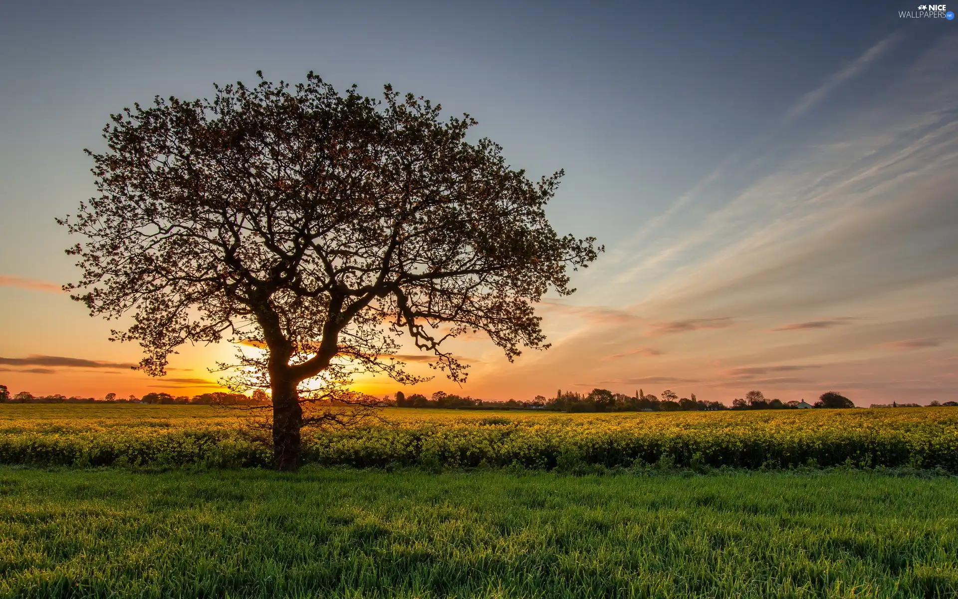 west, sun, medows, trees, field