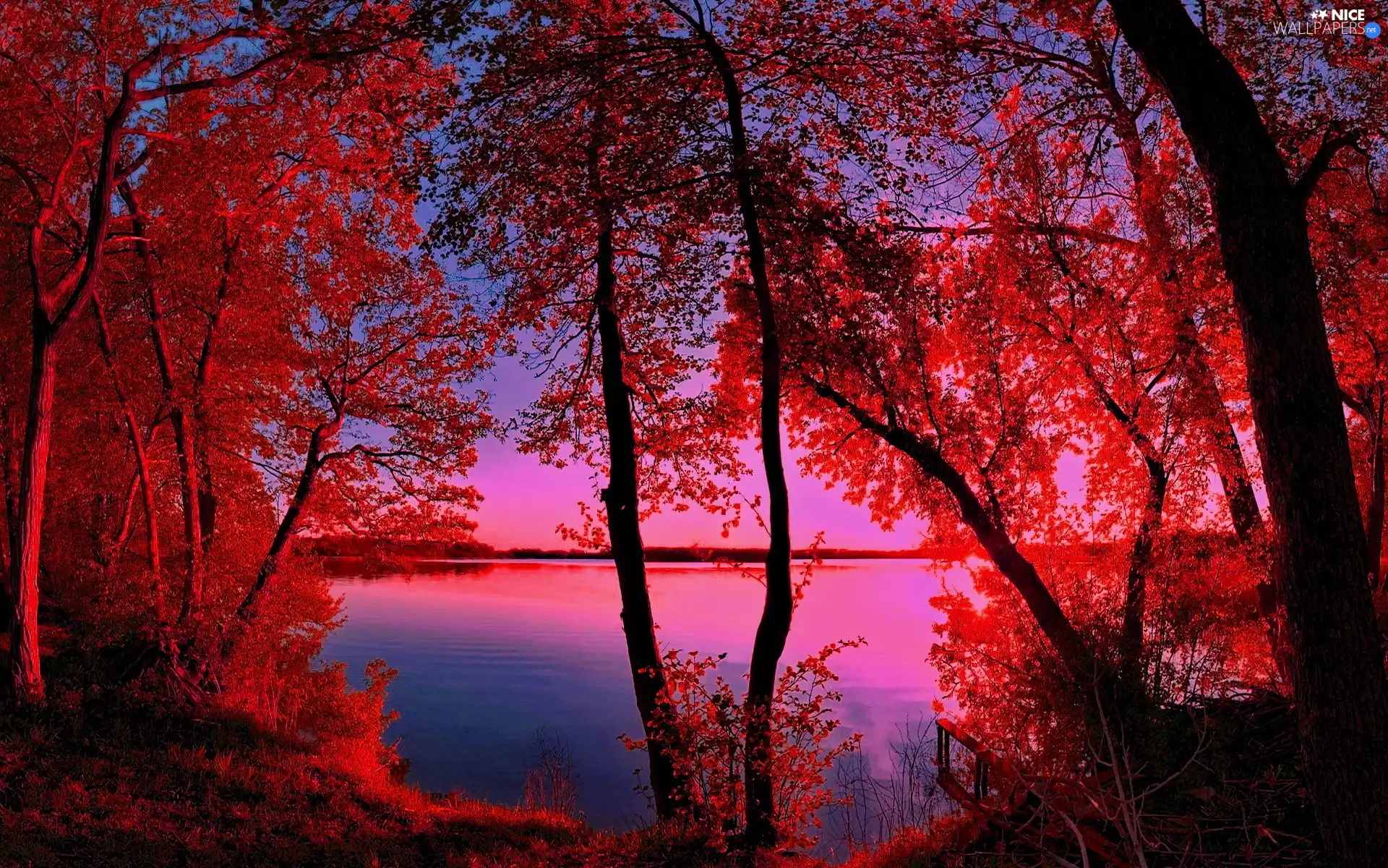 west, sun, trees, viewes, lake