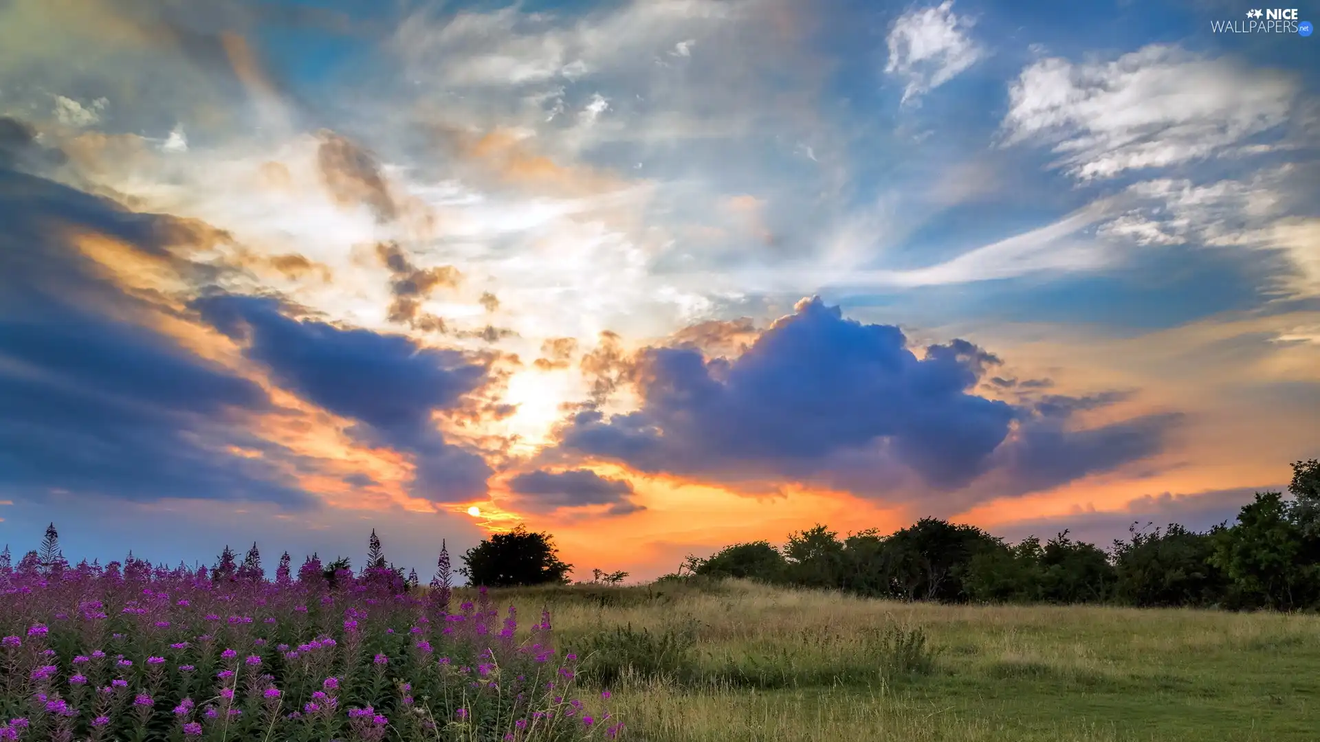 west, sun, Flowers, clouds, Meadow