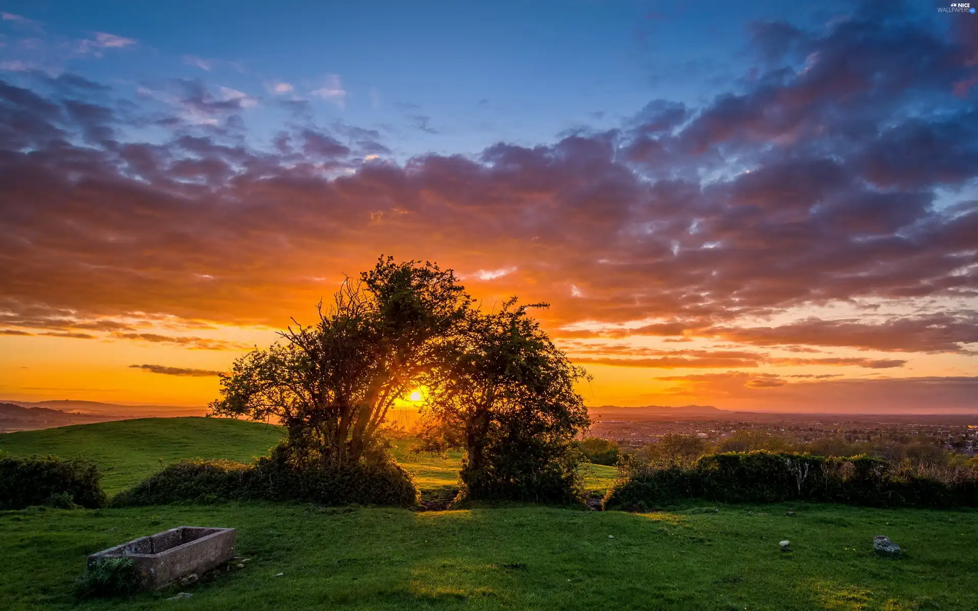 west, sun, trees, viewes, Meadow