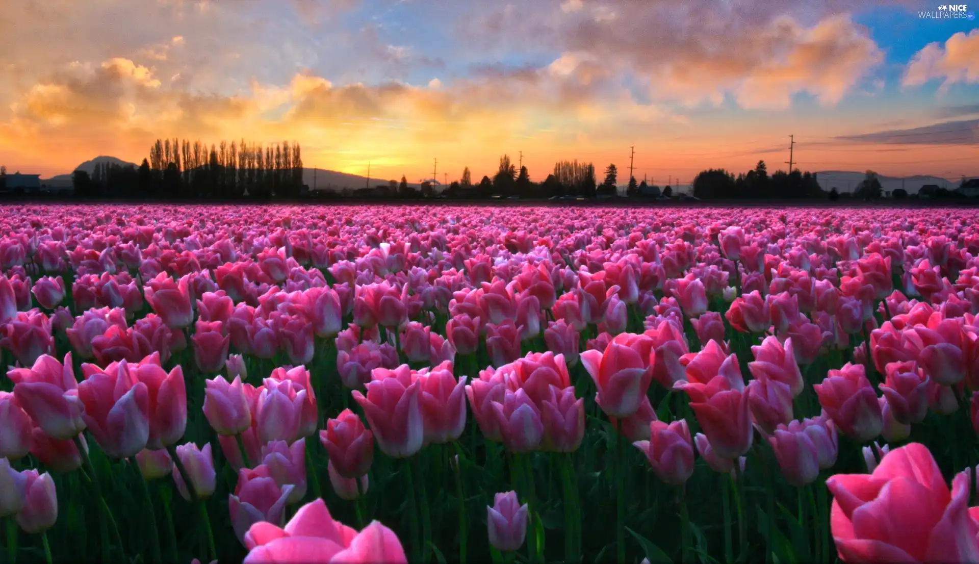 west, sun, Tulips, field, Pink