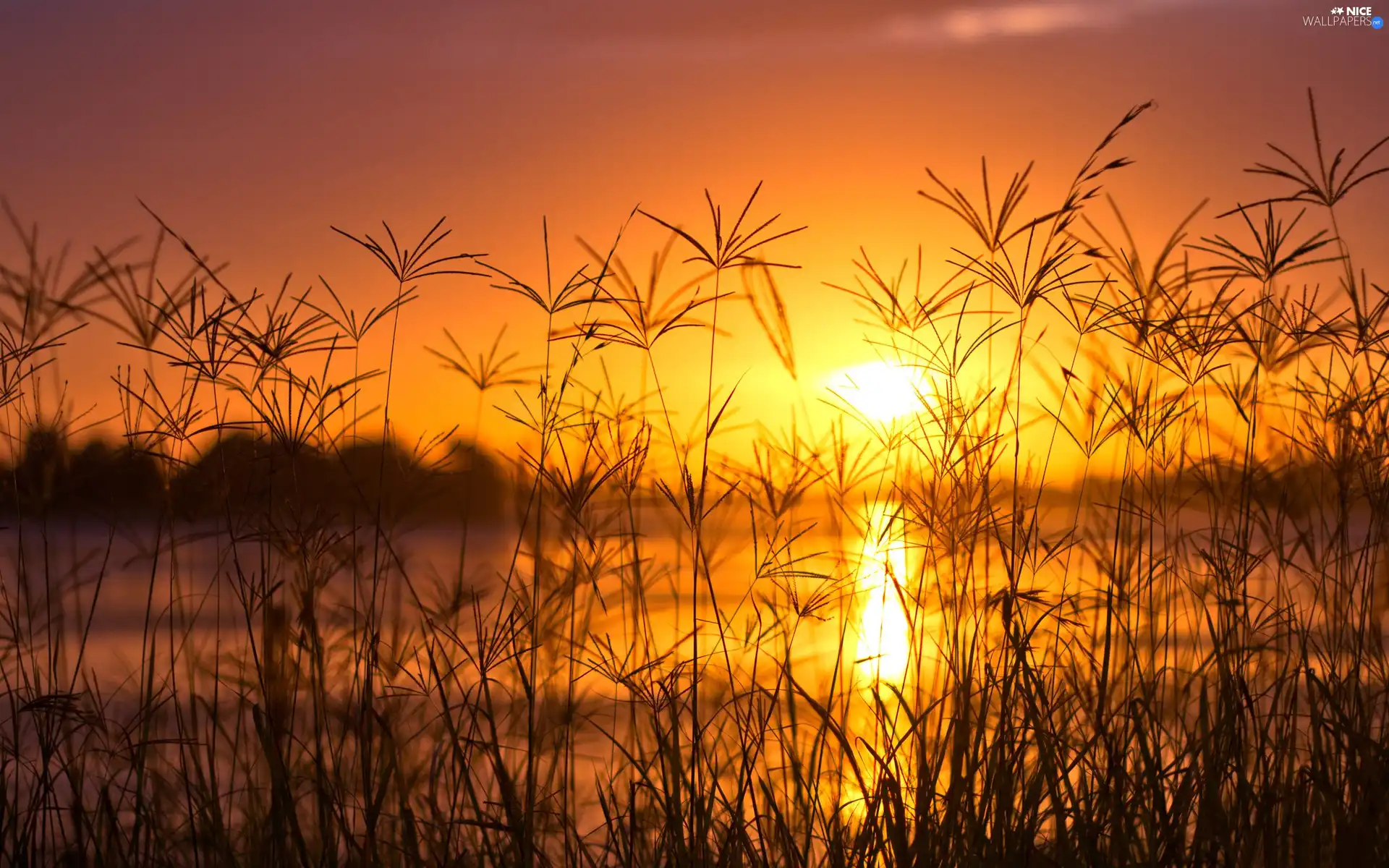 west, sun, high, grass, River