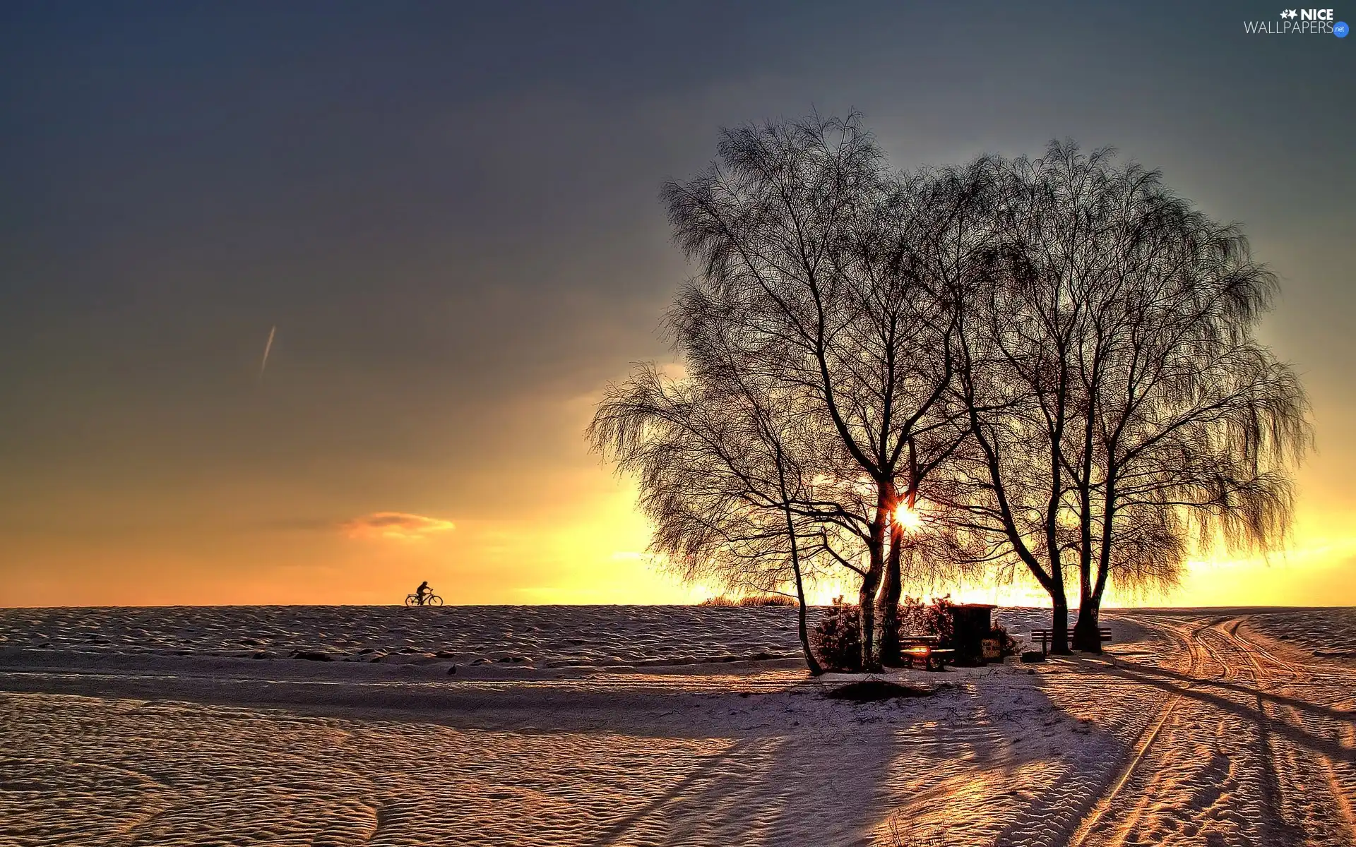 west, sun, trees, viewes, winter