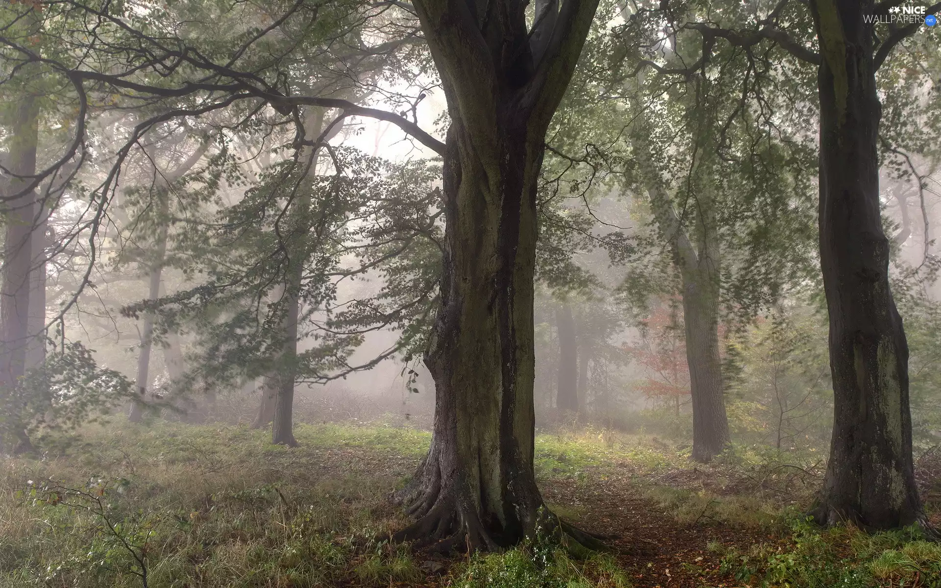 Bingley City, forest, Path, trees, Fog, West Yorkshire County, England, viewes