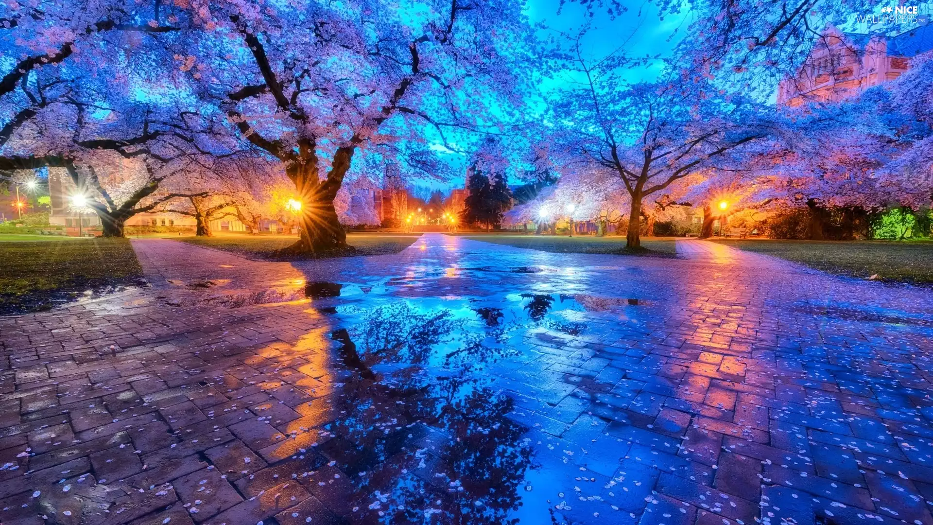 wet, trees, flourishing, Park, trees, Spring, viewes, lanterns, Sidewalks, viewes