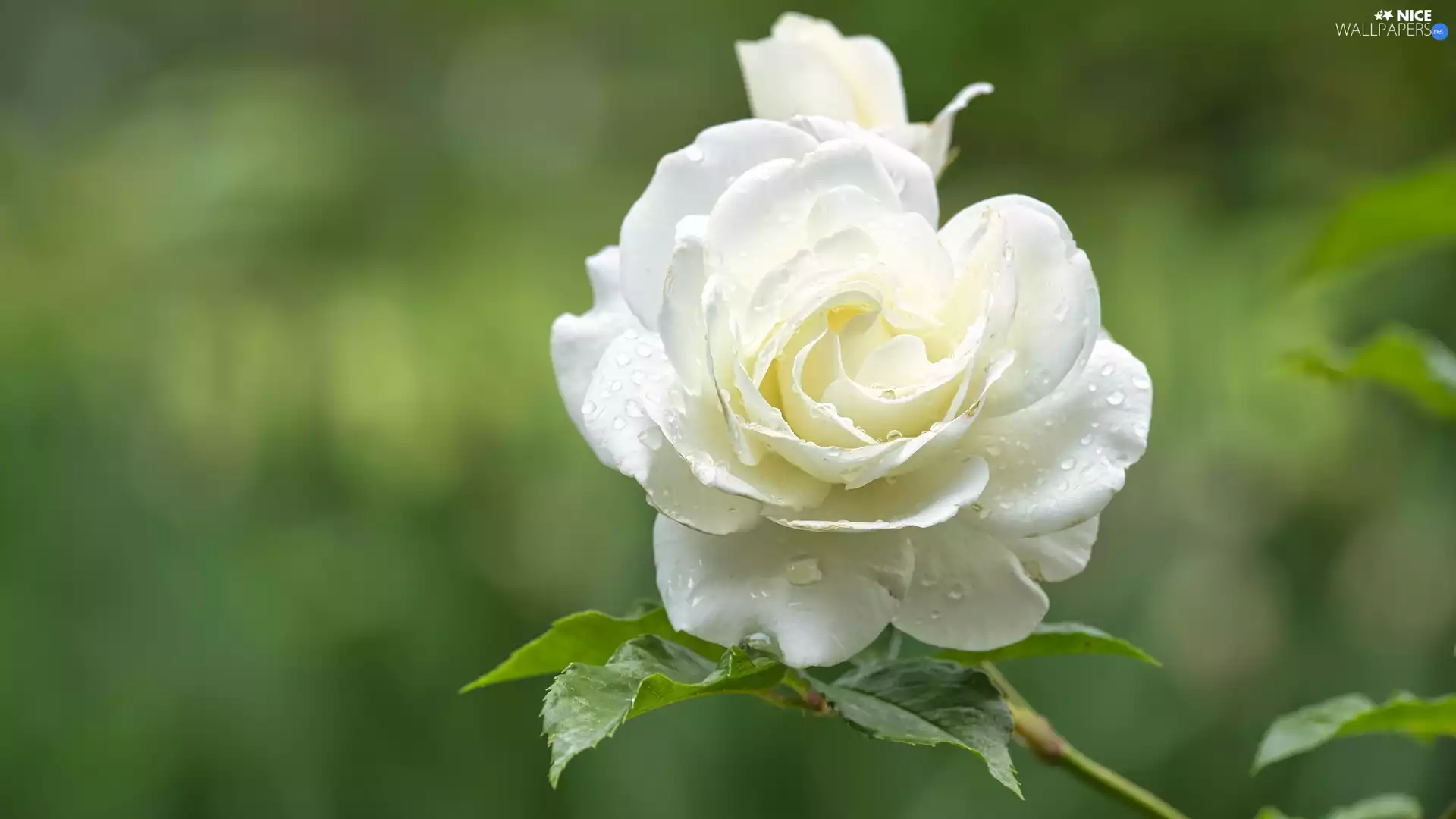 White, rose, leaves, WET