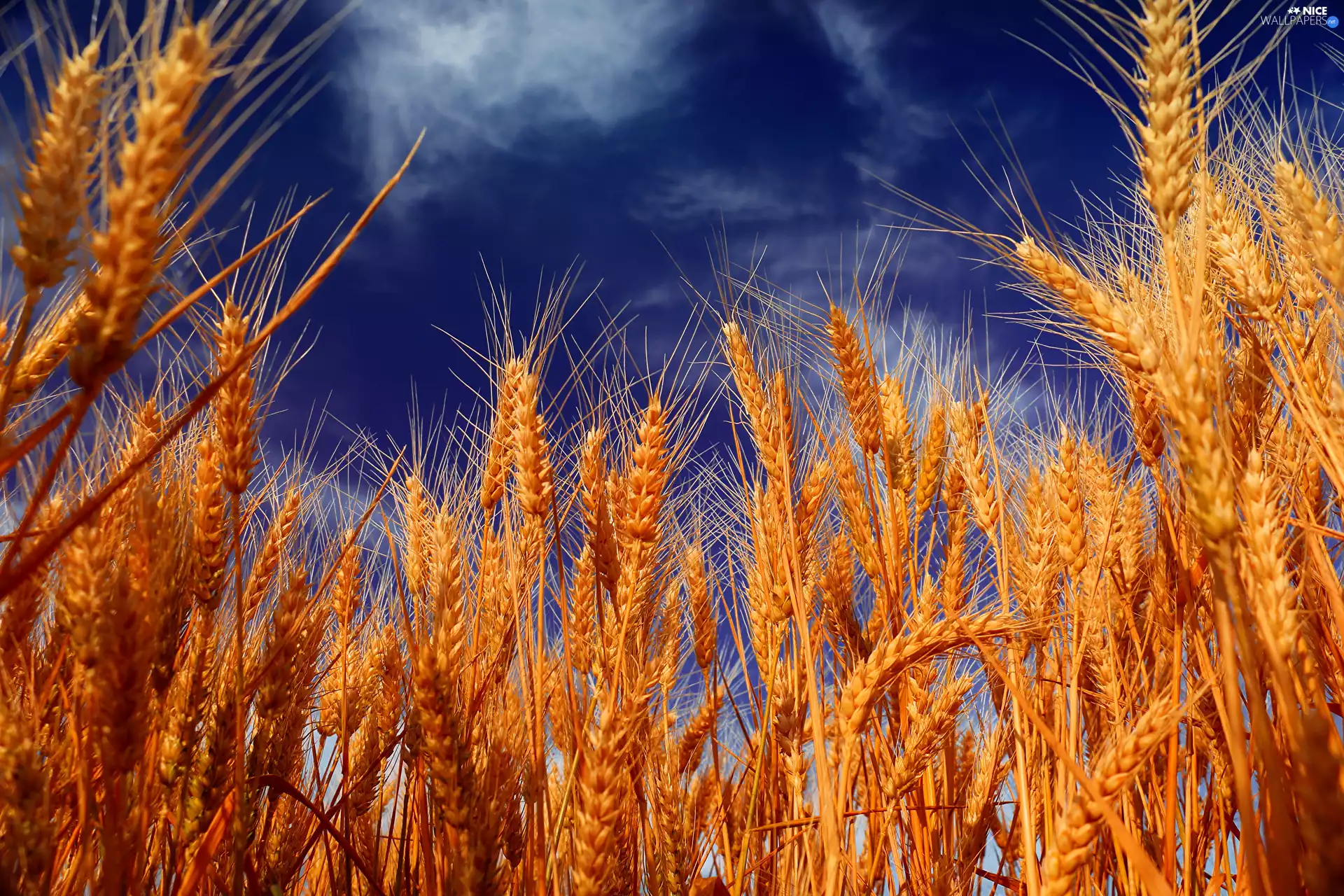 corn, Ears, Sky, wheat
