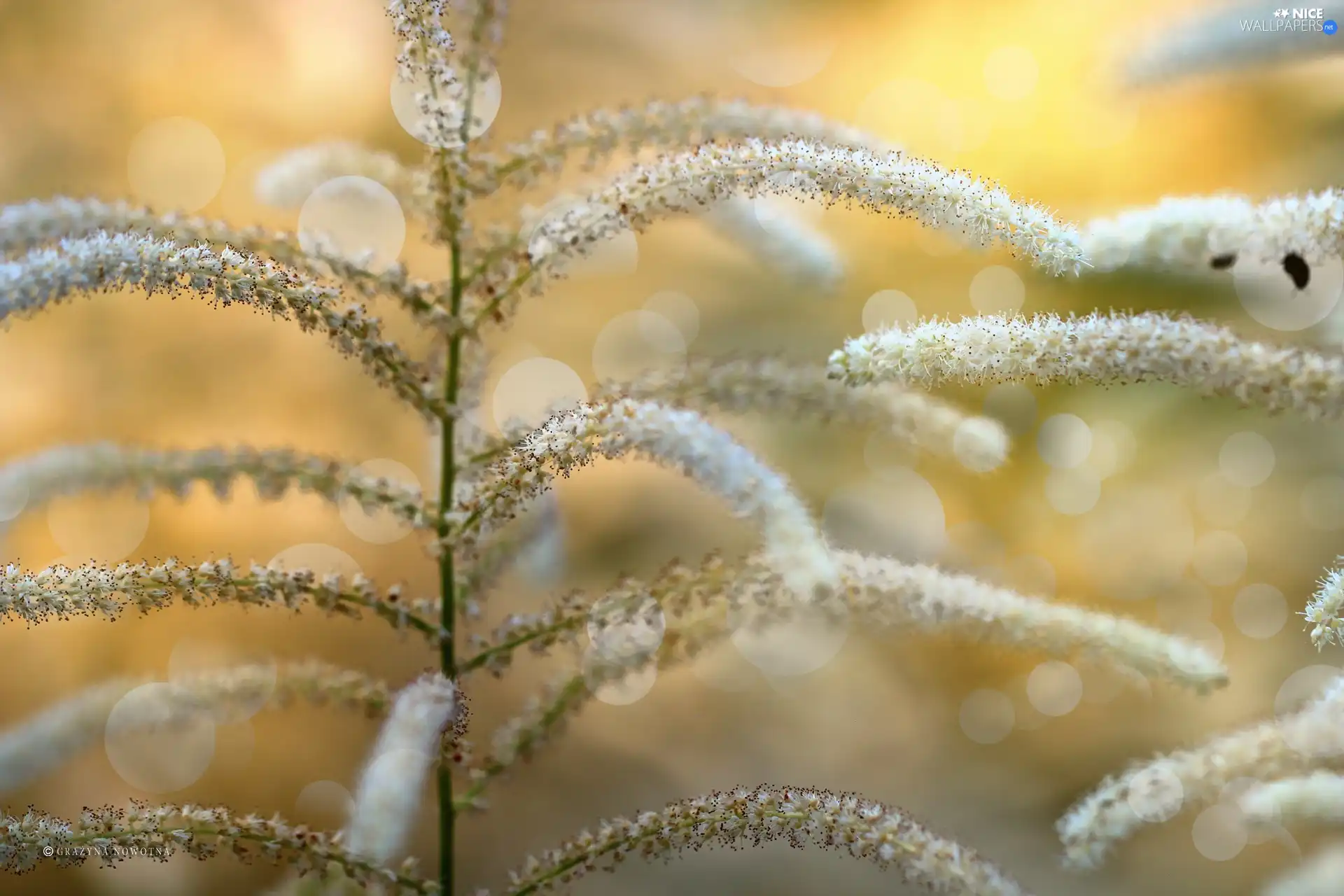 Tamarisk, plant, wheels, White