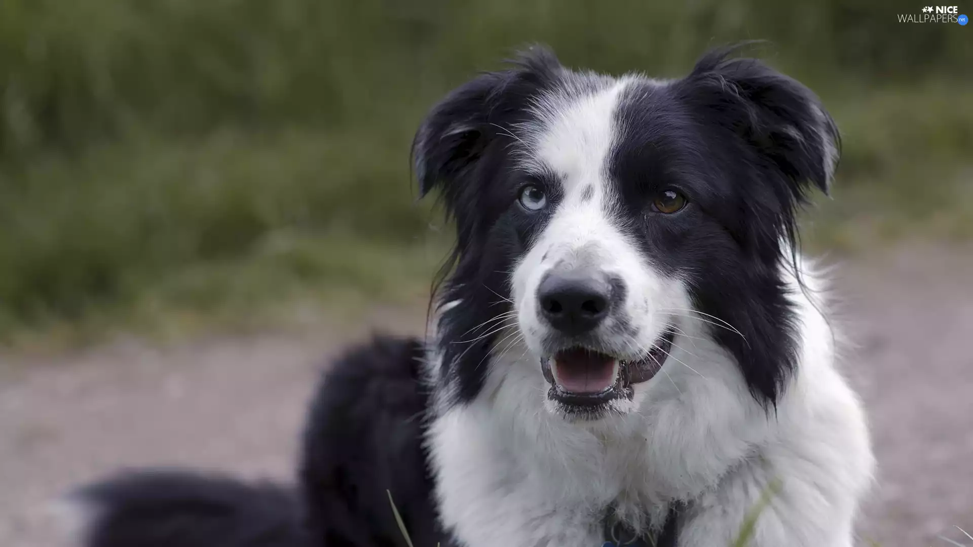 dog, black and white, muzzle, Border Collie