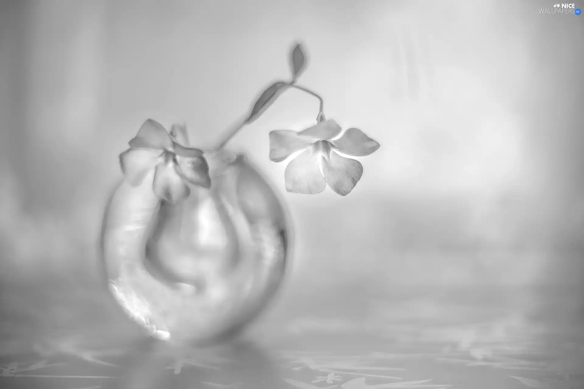 vase, Black and white, myrtle, glass, Flowers