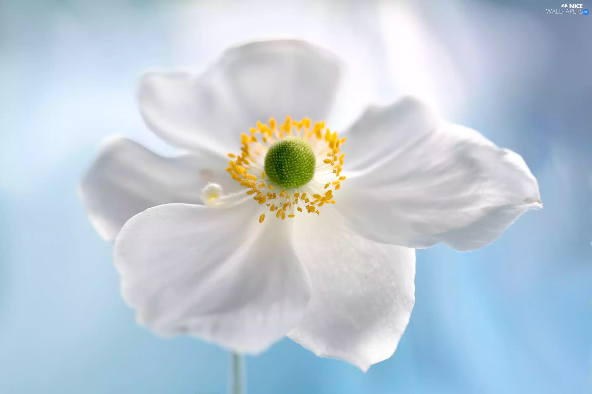 White, anemone