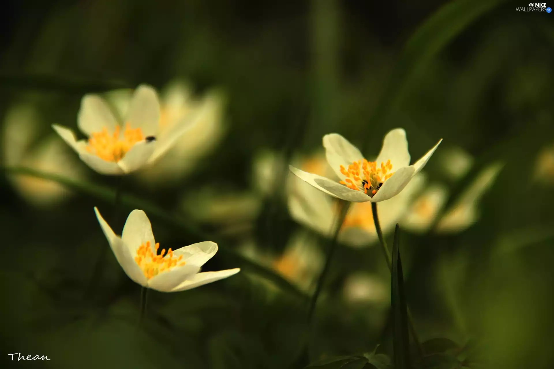 White, Anemones