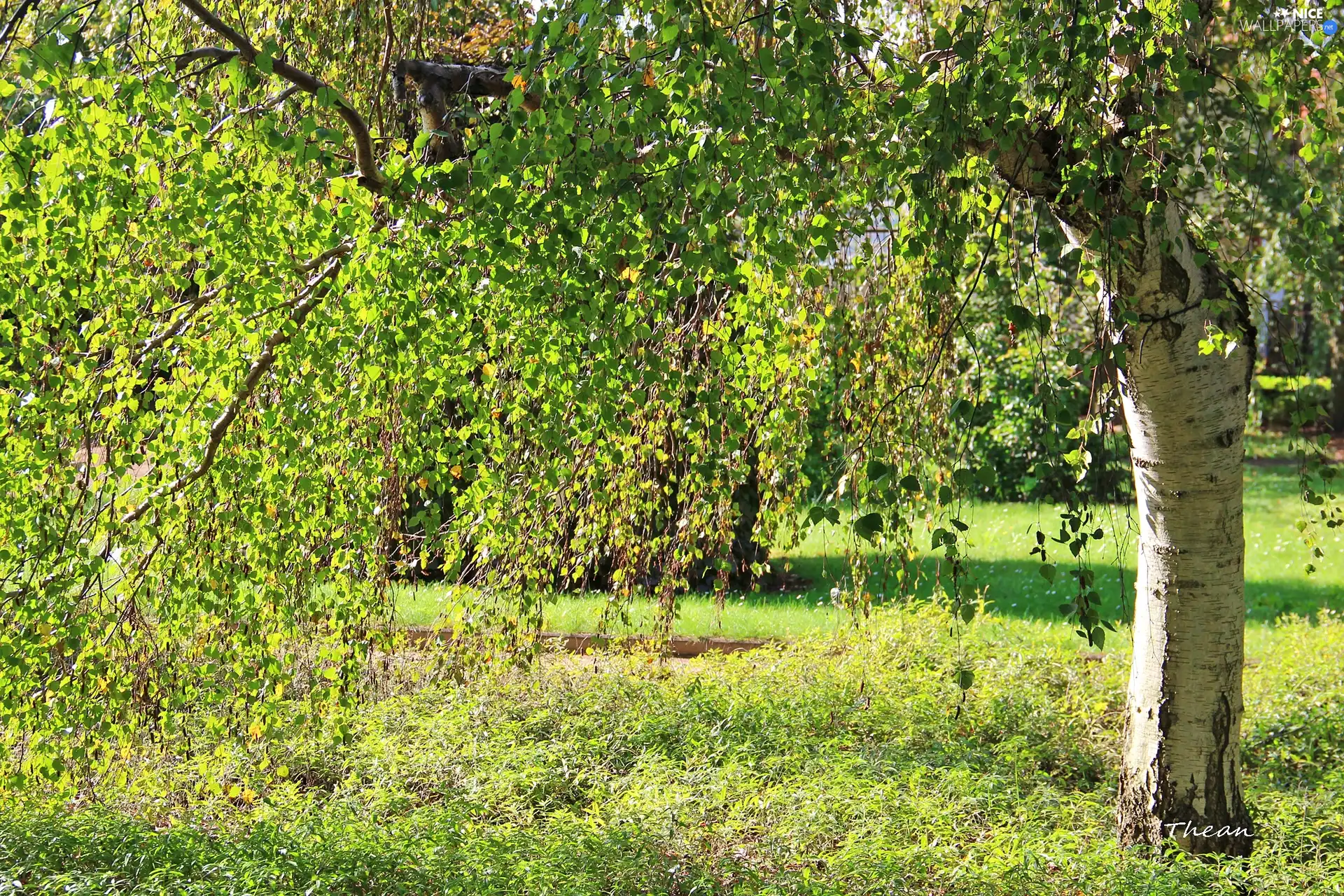 cork, birch-tree, White