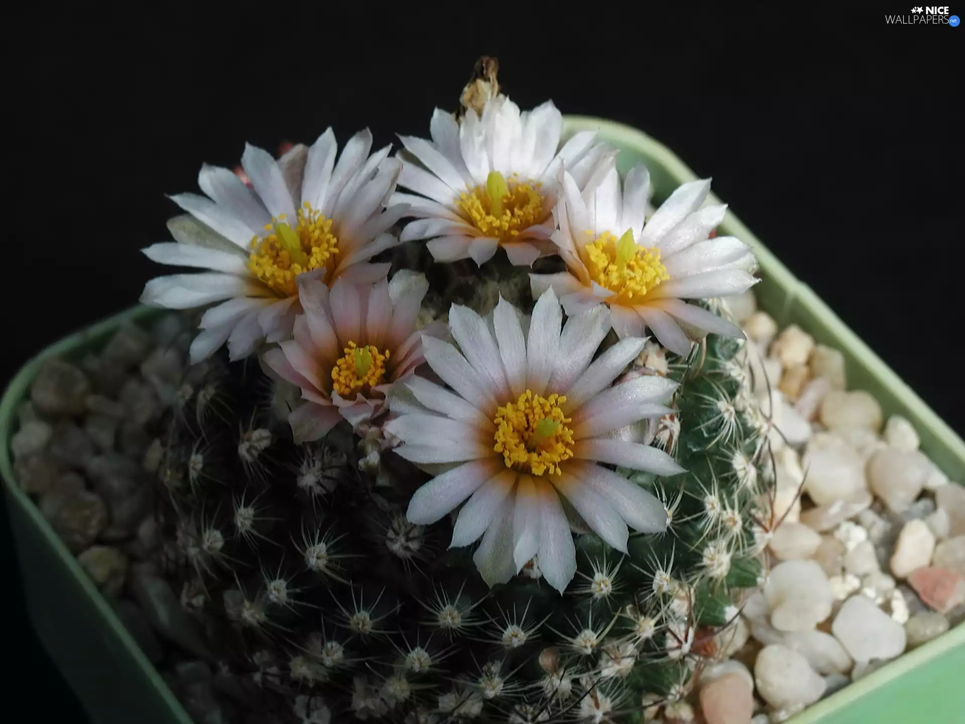 Cactus, Flowers, pot, White