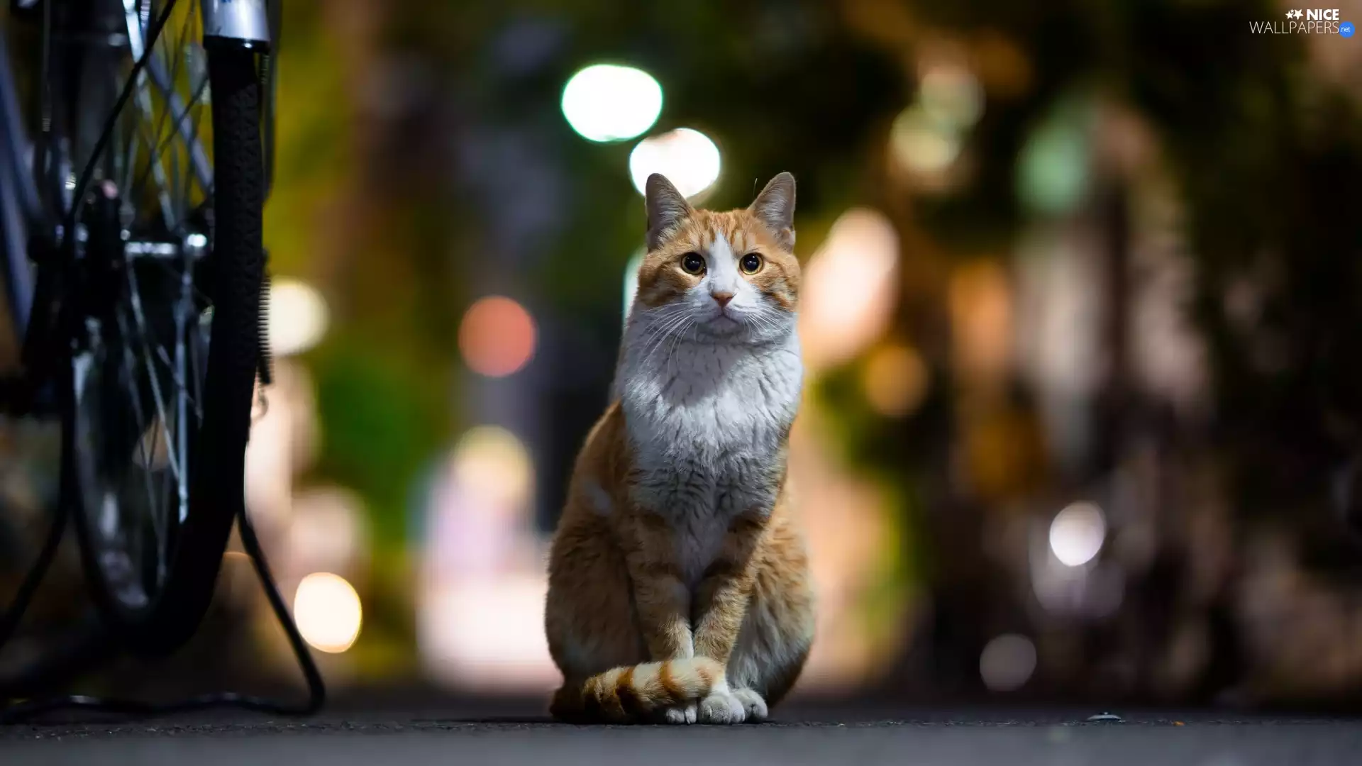 cat, gazing, Red-white