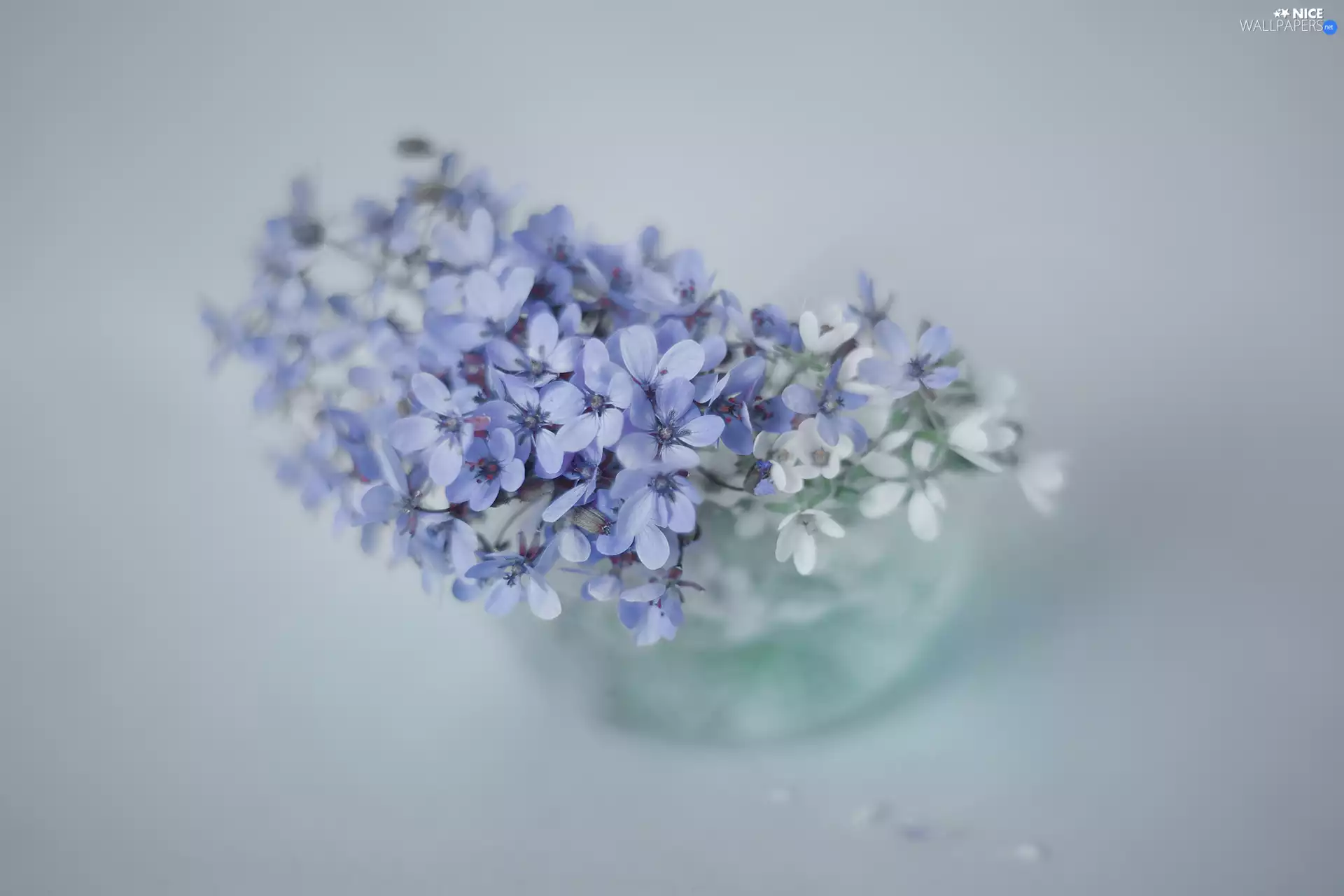 Flowers, bowl, Blue, White, Erodium cicutarium