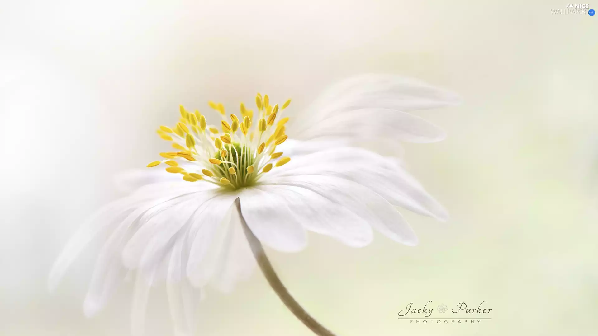 Wood Anemone, Close, White, rods, Colourfull Flowers