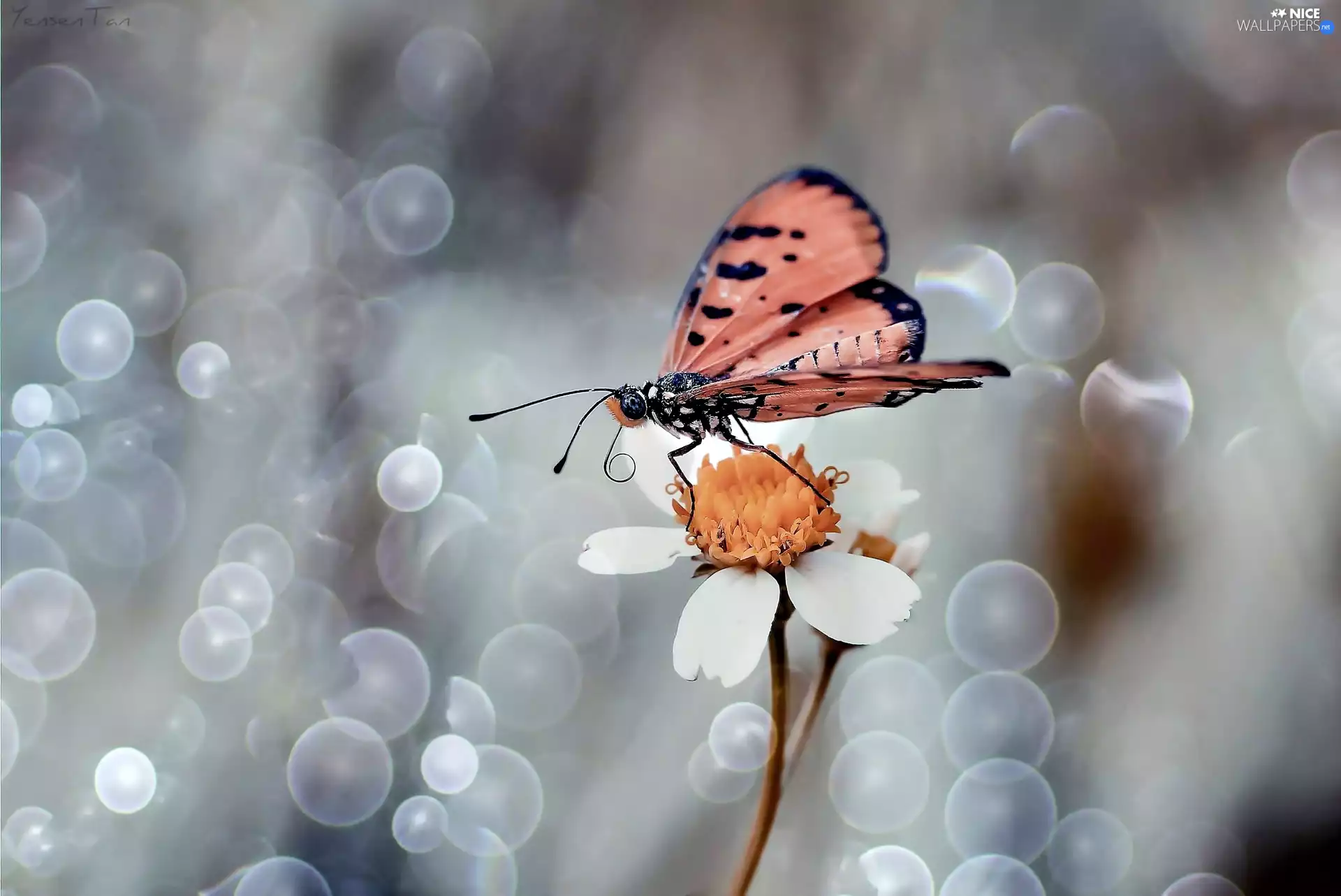 Close, Flower, butterfly, White