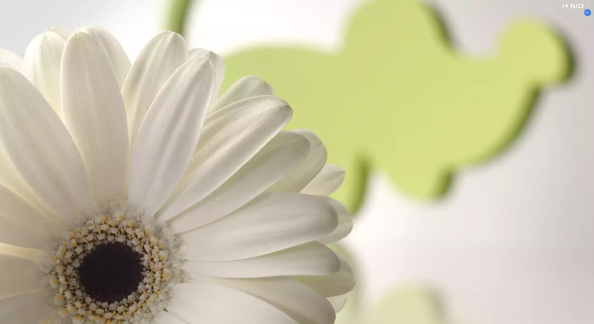 Close, Gerbera, flakes, White