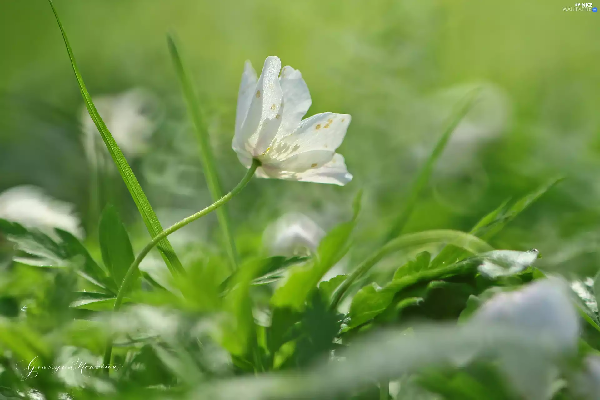 Colourfull Flowers, anemone, White