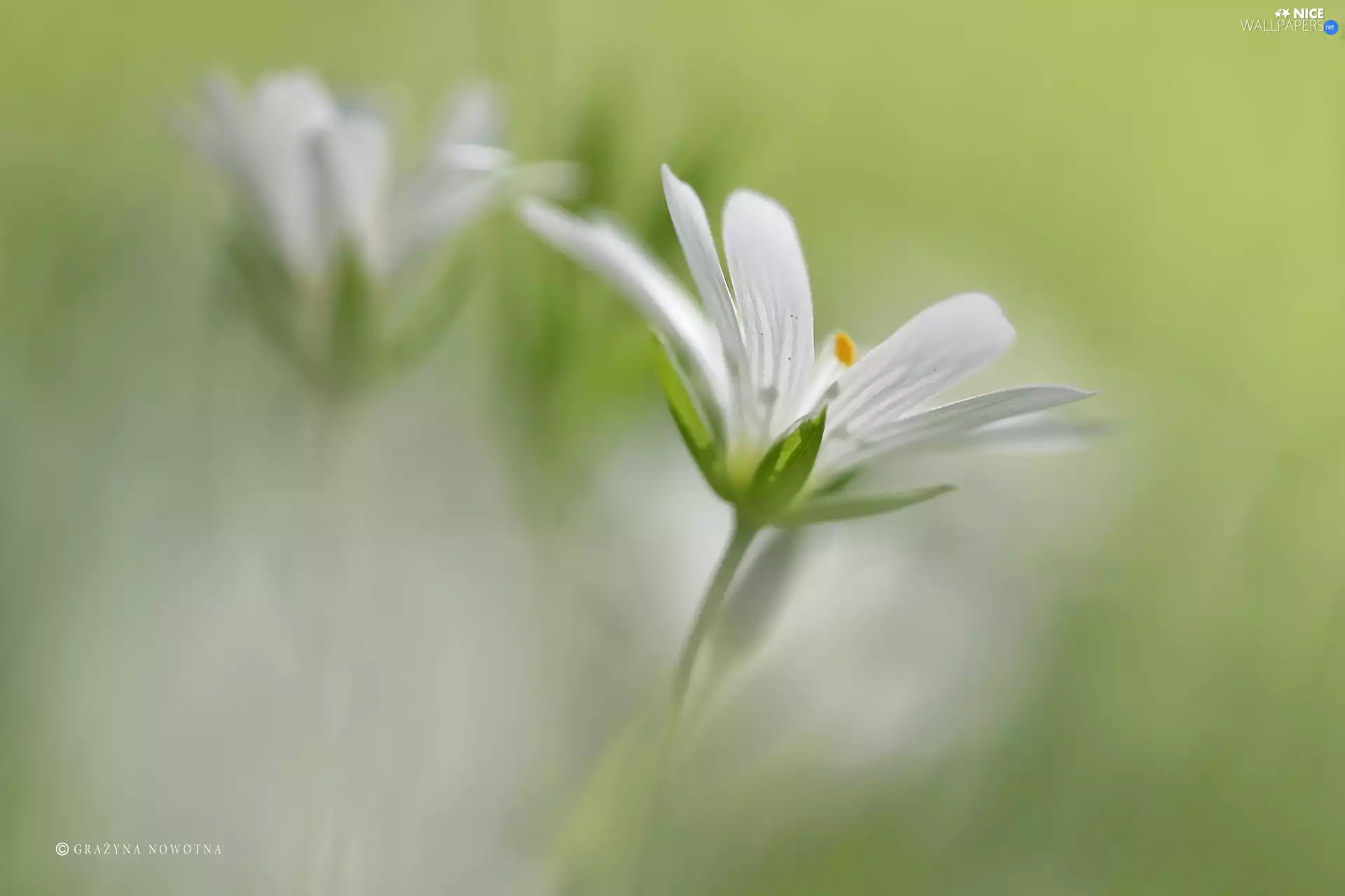 Colourfull Flowers, Cerastium, White