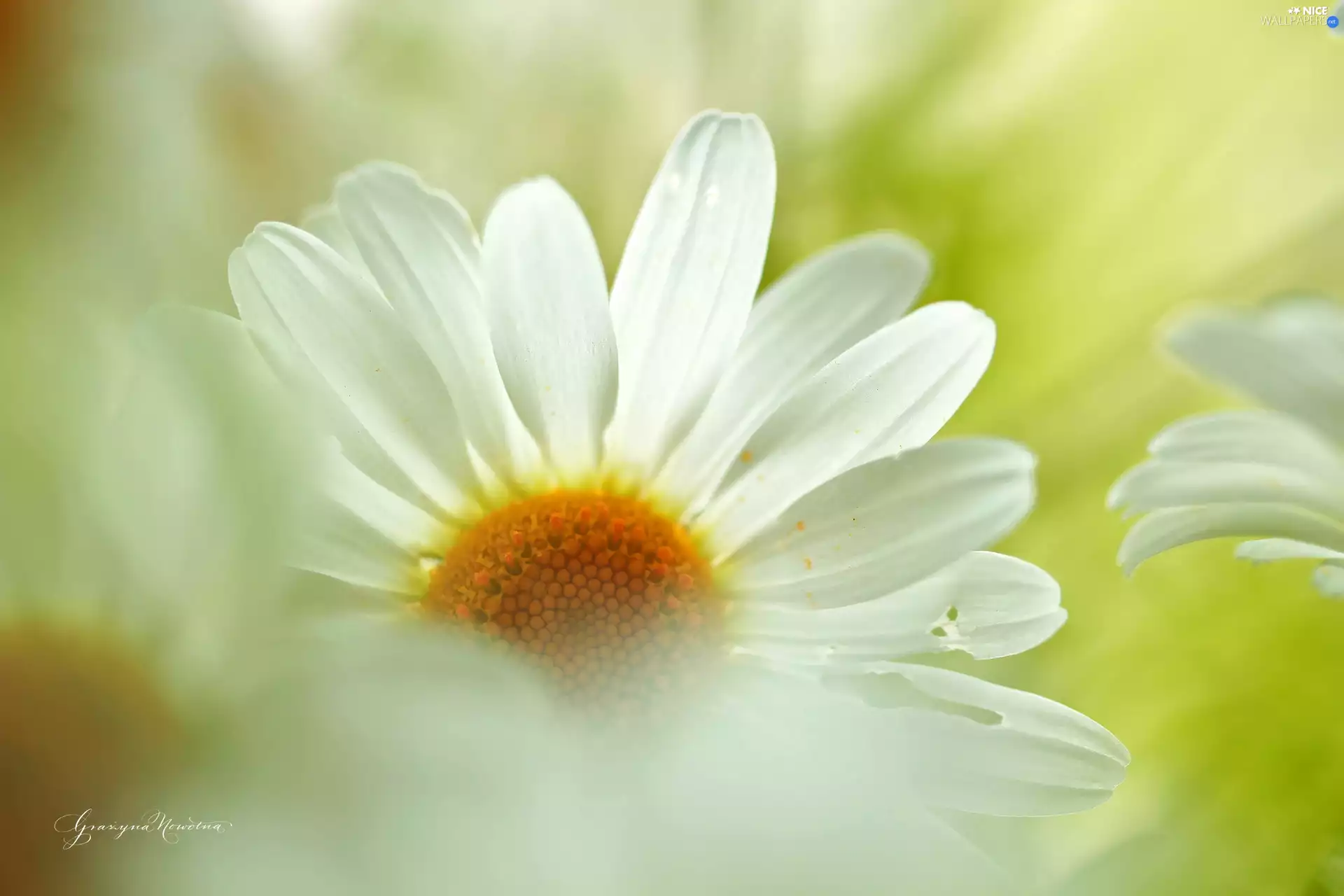 Colourfull Flowers, Daisy, White