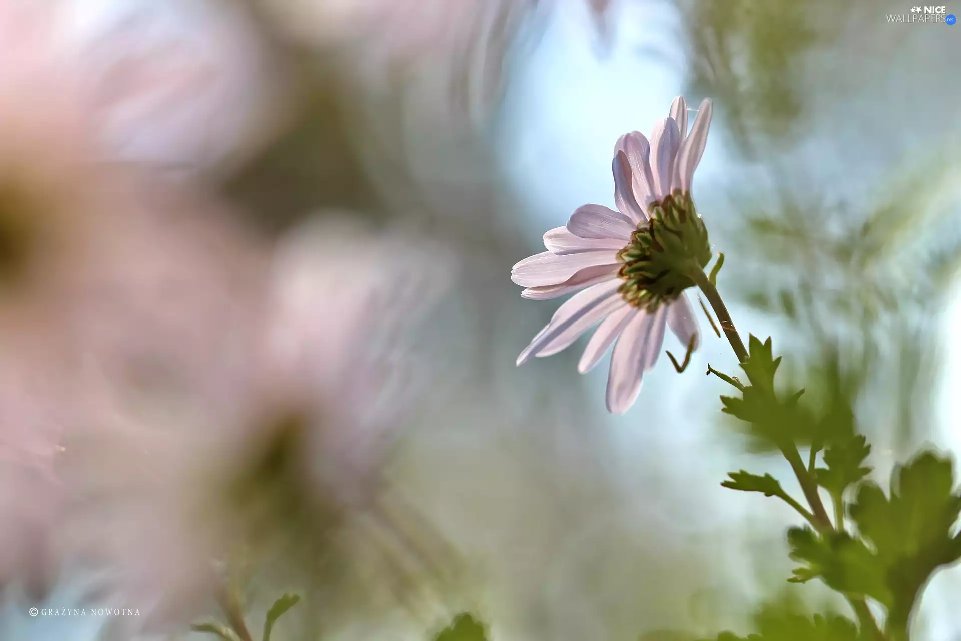 Colourfull Flowers, Daisy, White