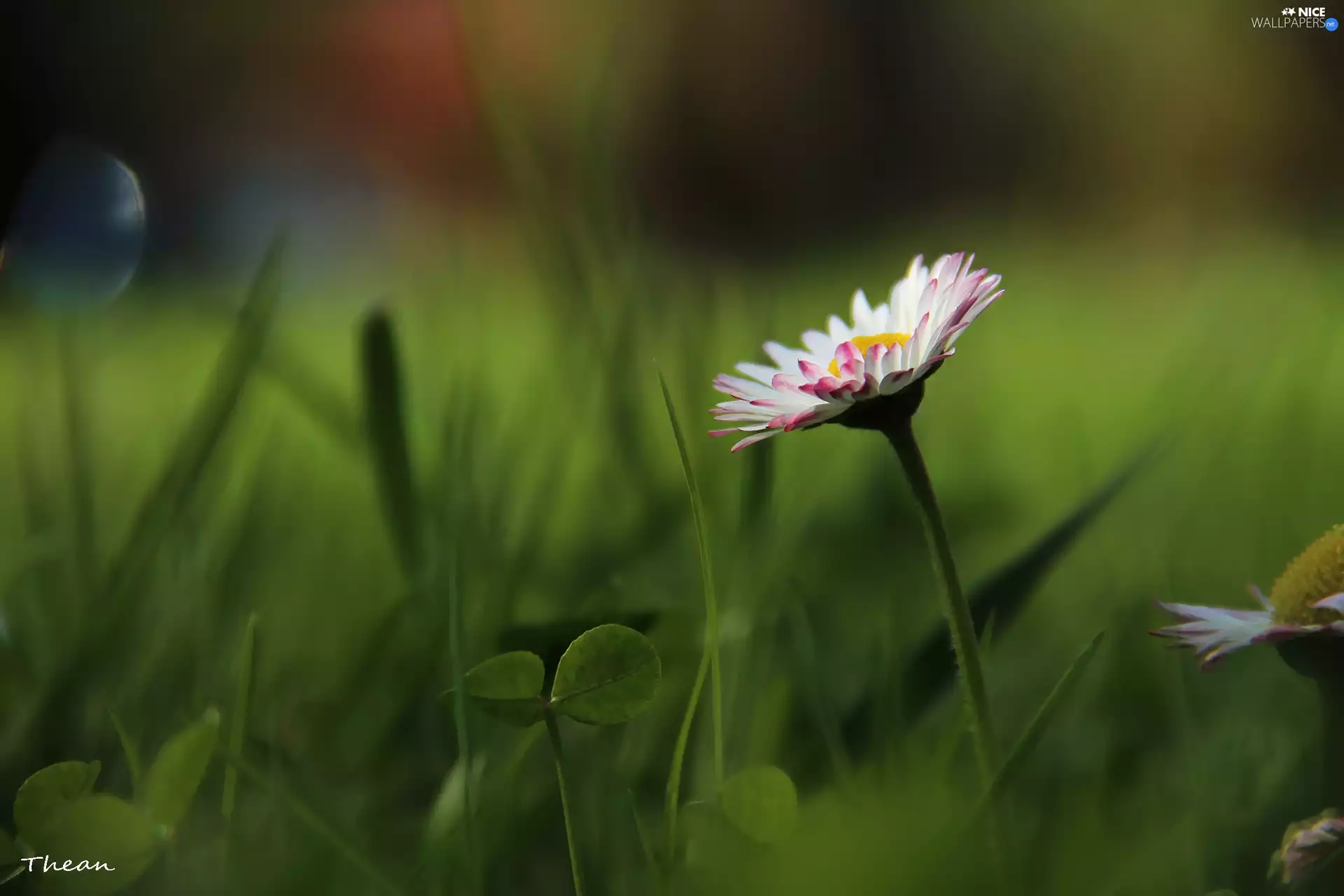 Colourfull Flowers, daisy, White