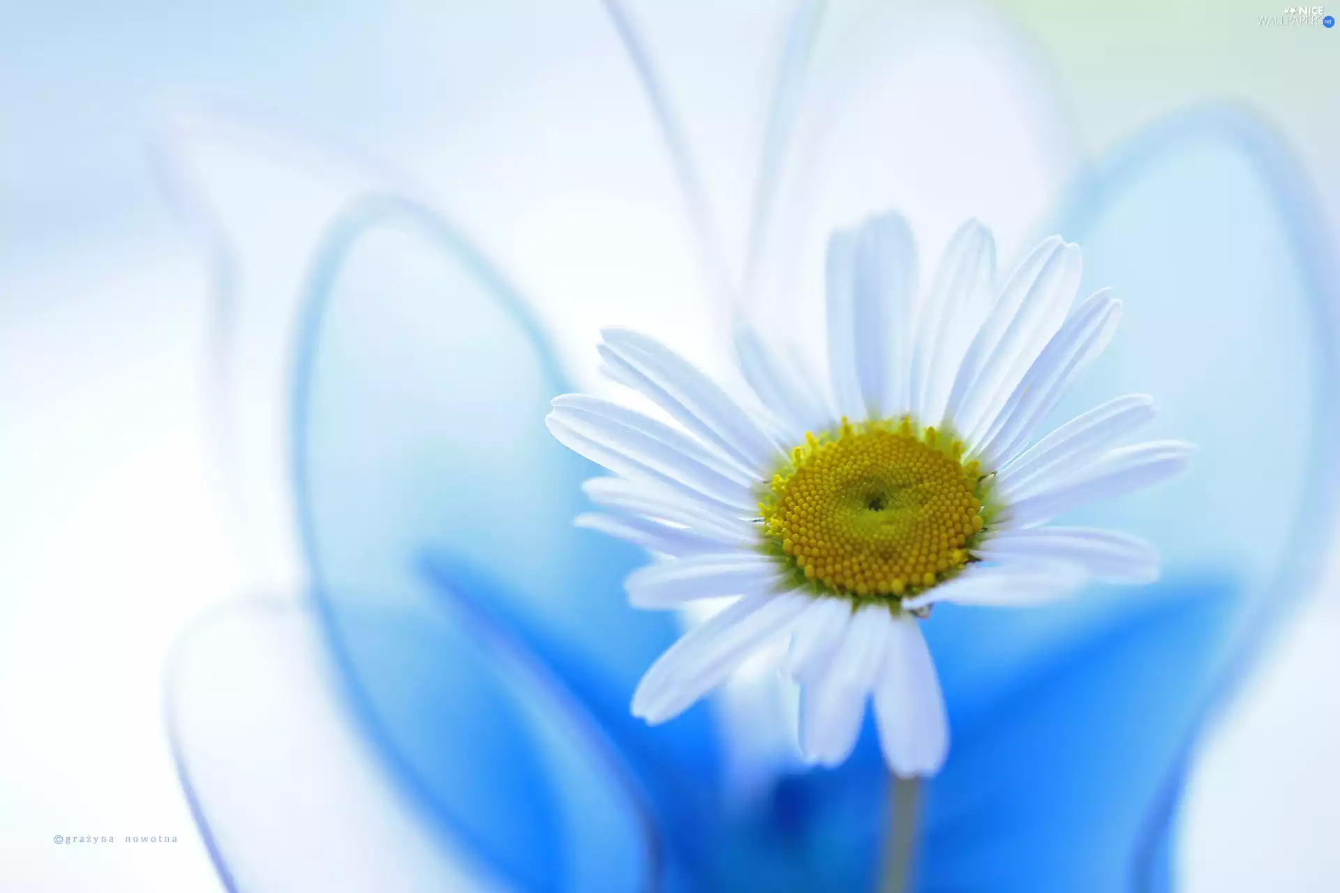 Colourfull Flowers, Daisy, White