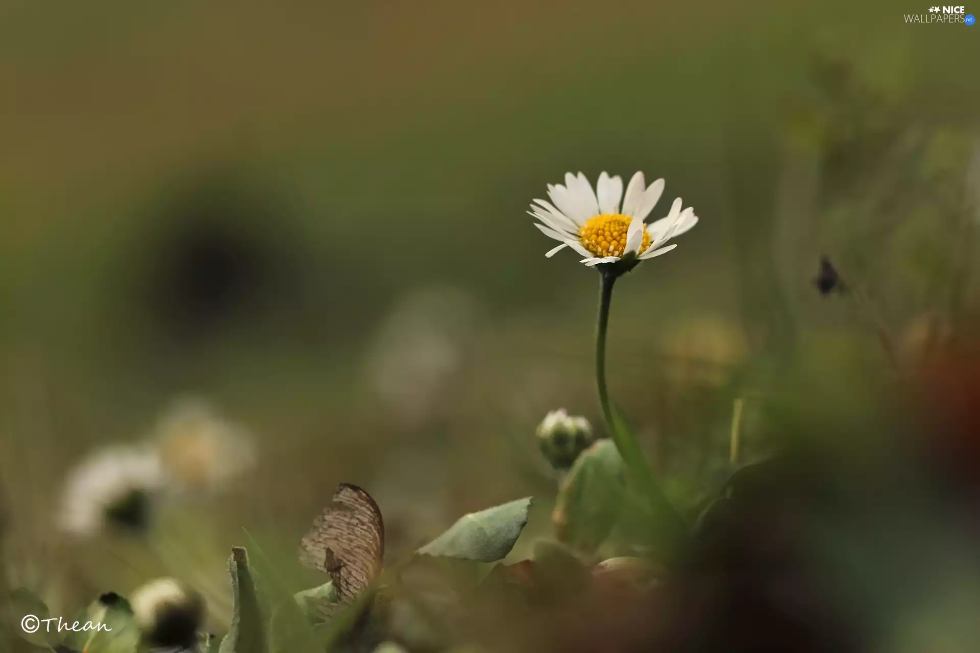 Colourfull Flowers, daisy, White