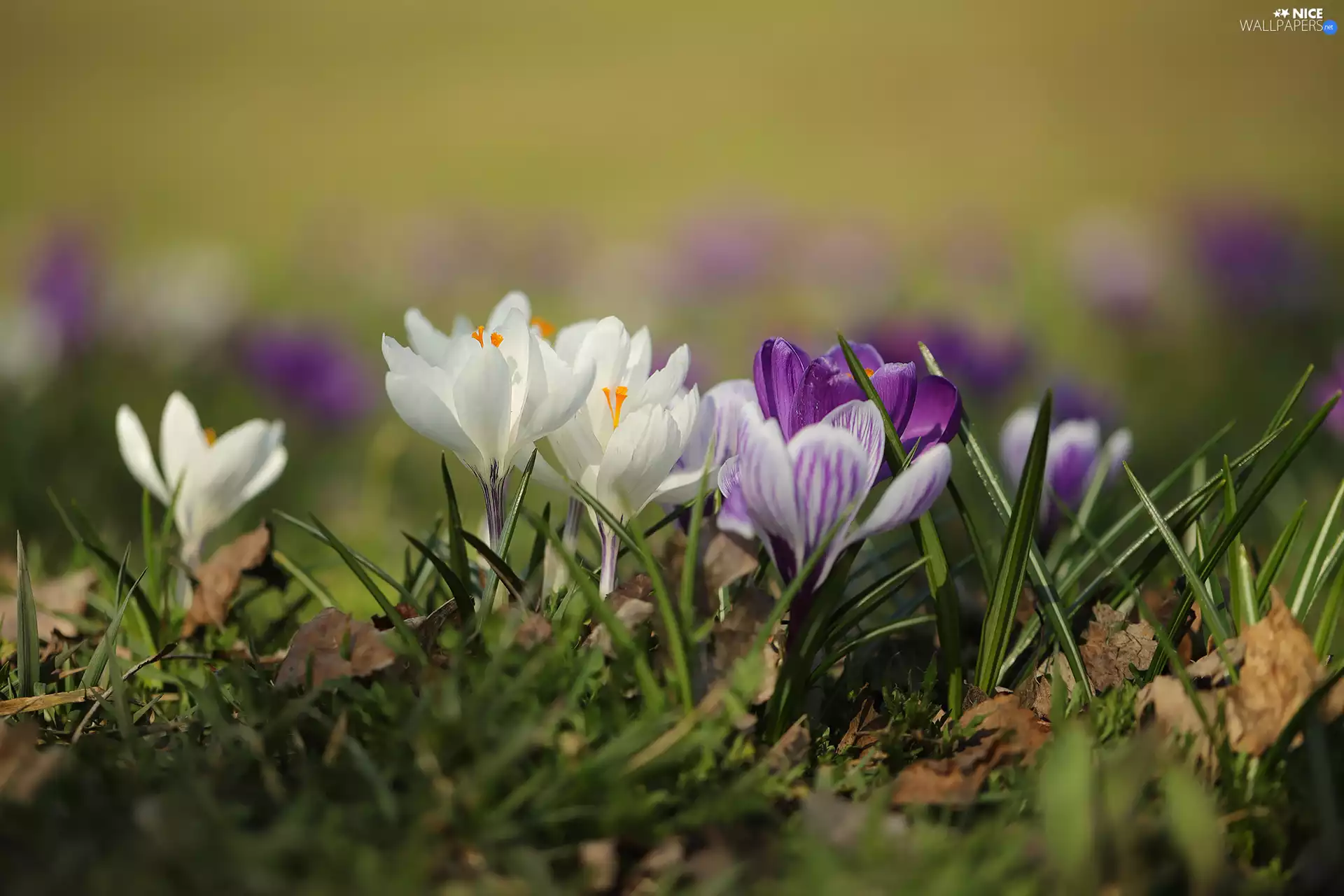 crocuses, purple, Flowers, White