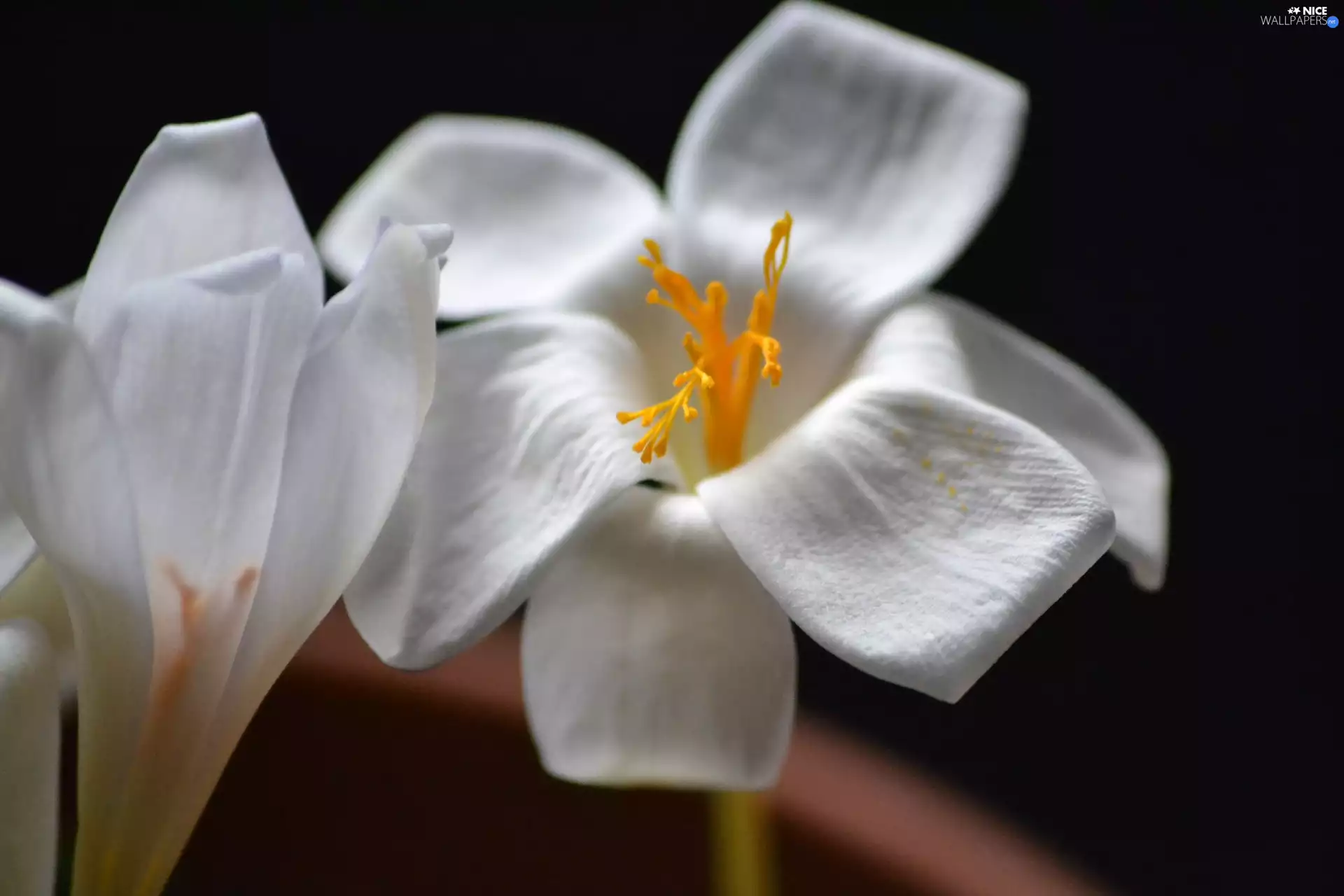 White, crocuses