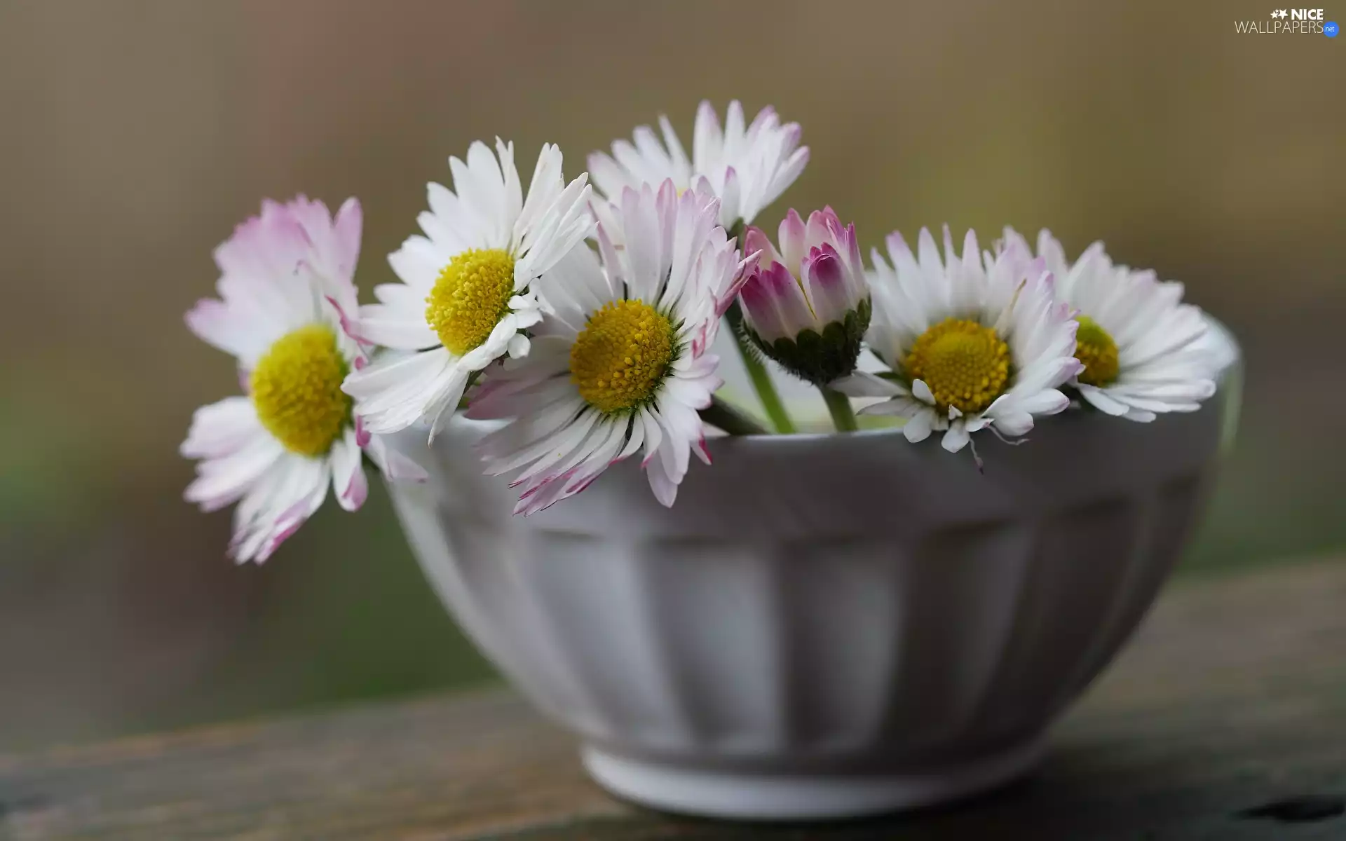bowl, blurry background, White, Flowers, daisies