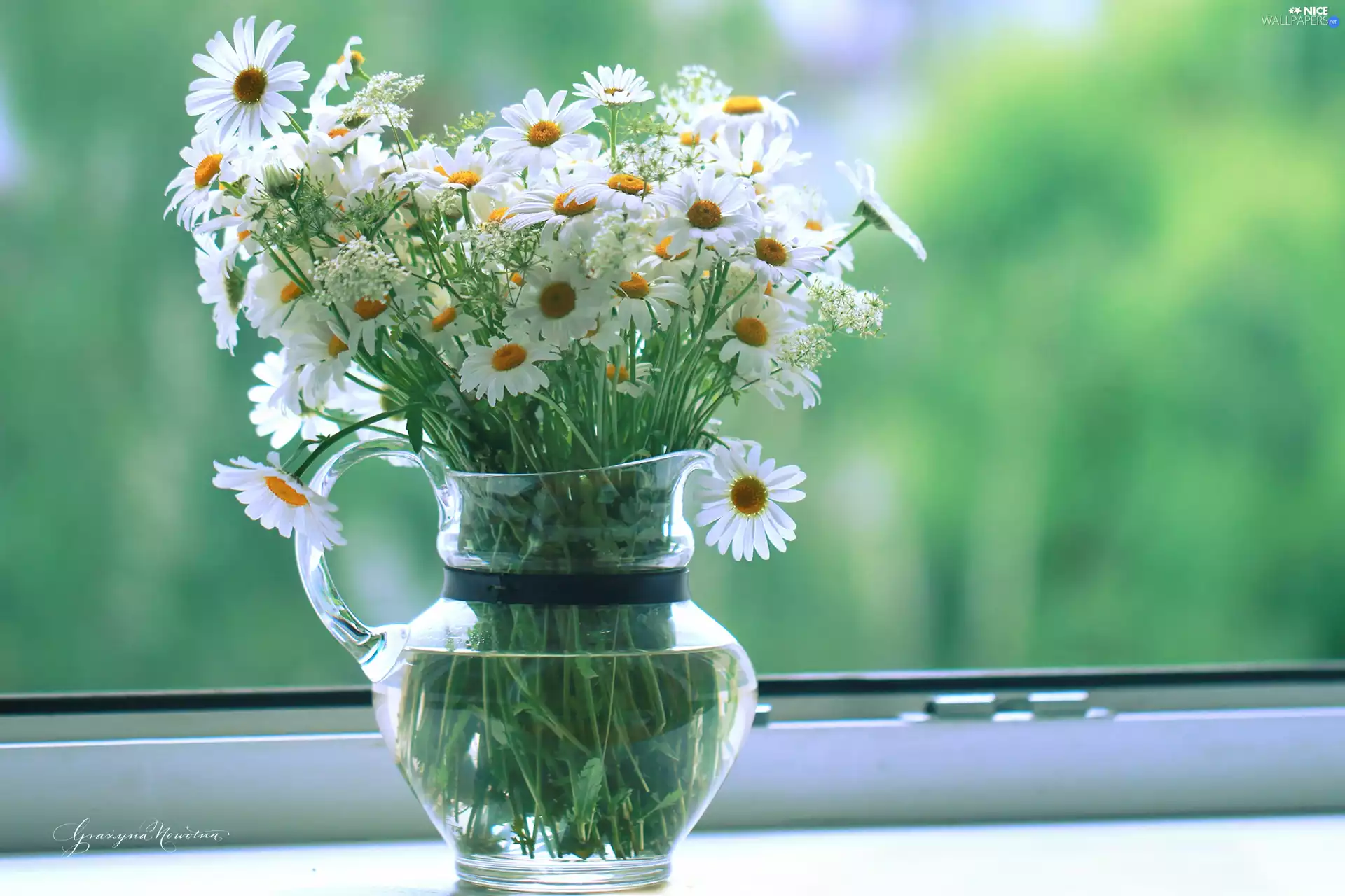 daisy, Flowers, jug, White