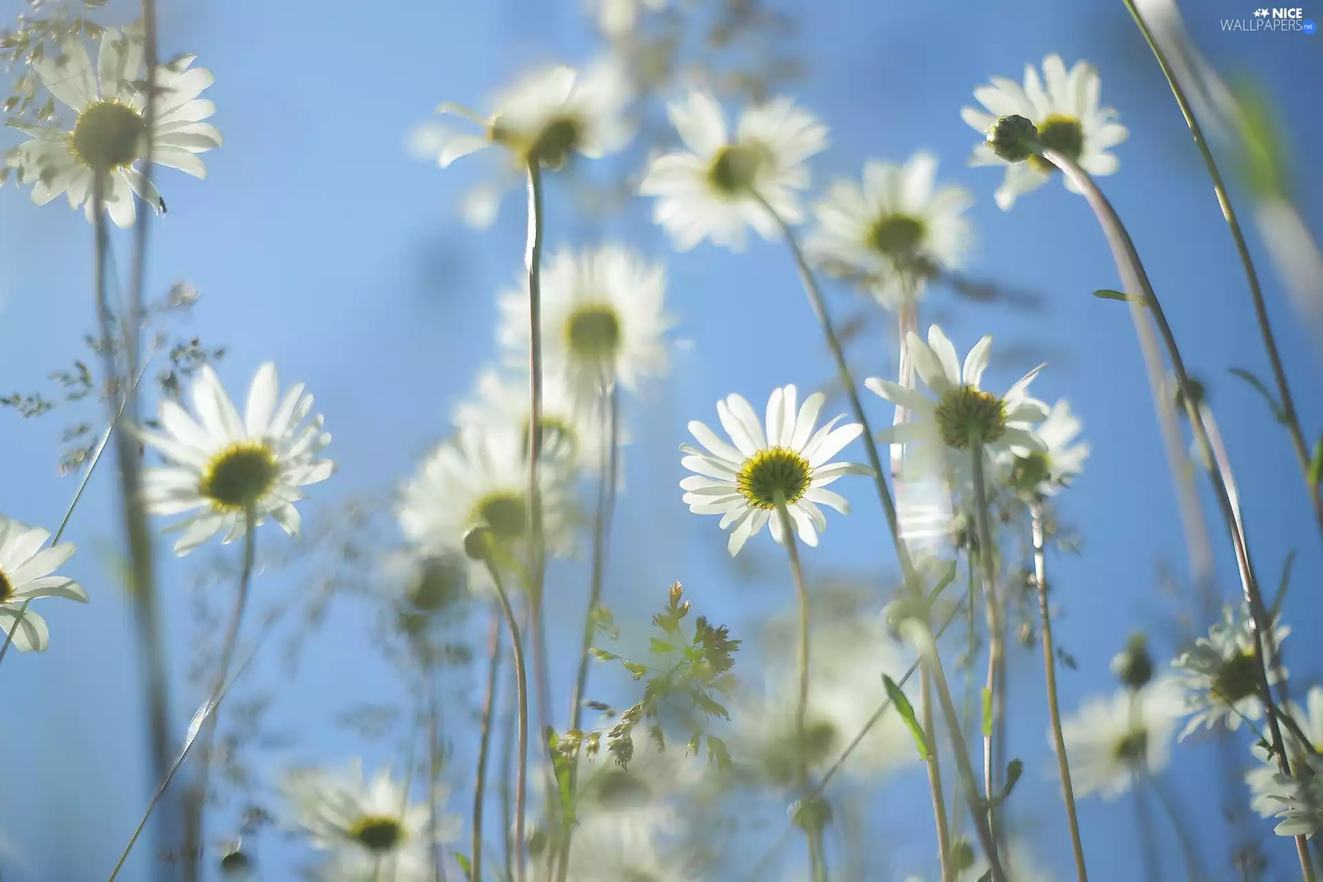 daisy, Flowers, Sky, White