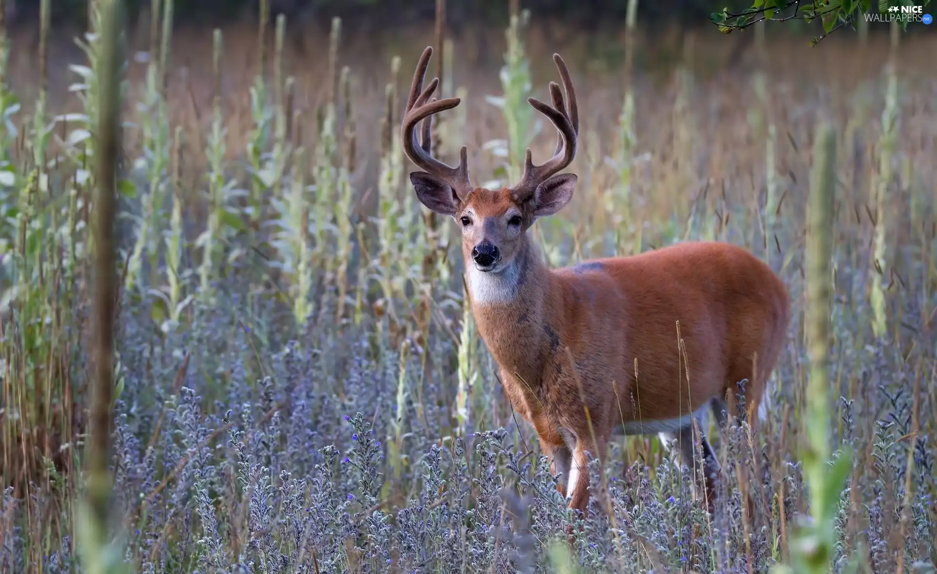 deer, Flowers, Wildflowers, White-tailed Deer