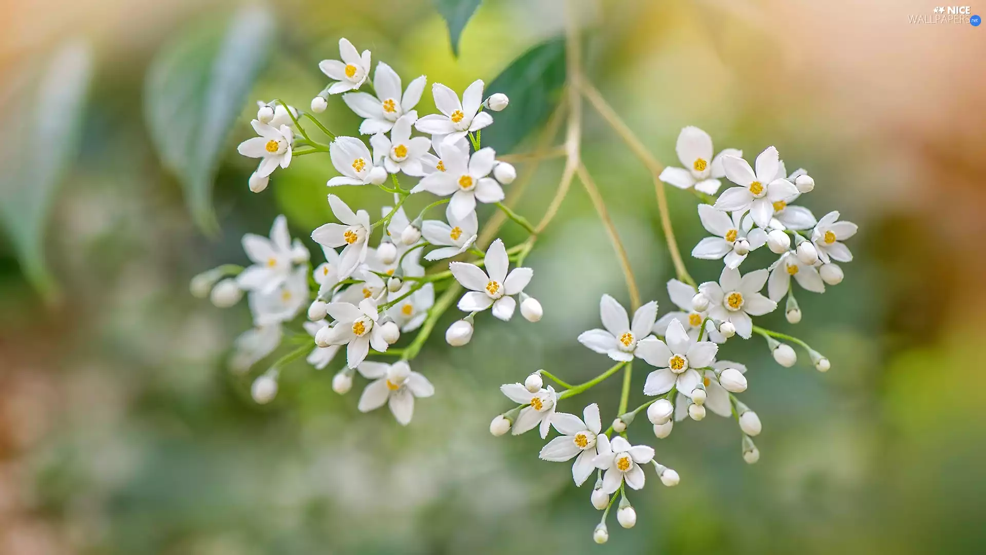 plant, White, Deutzia, Colourfull Flowers