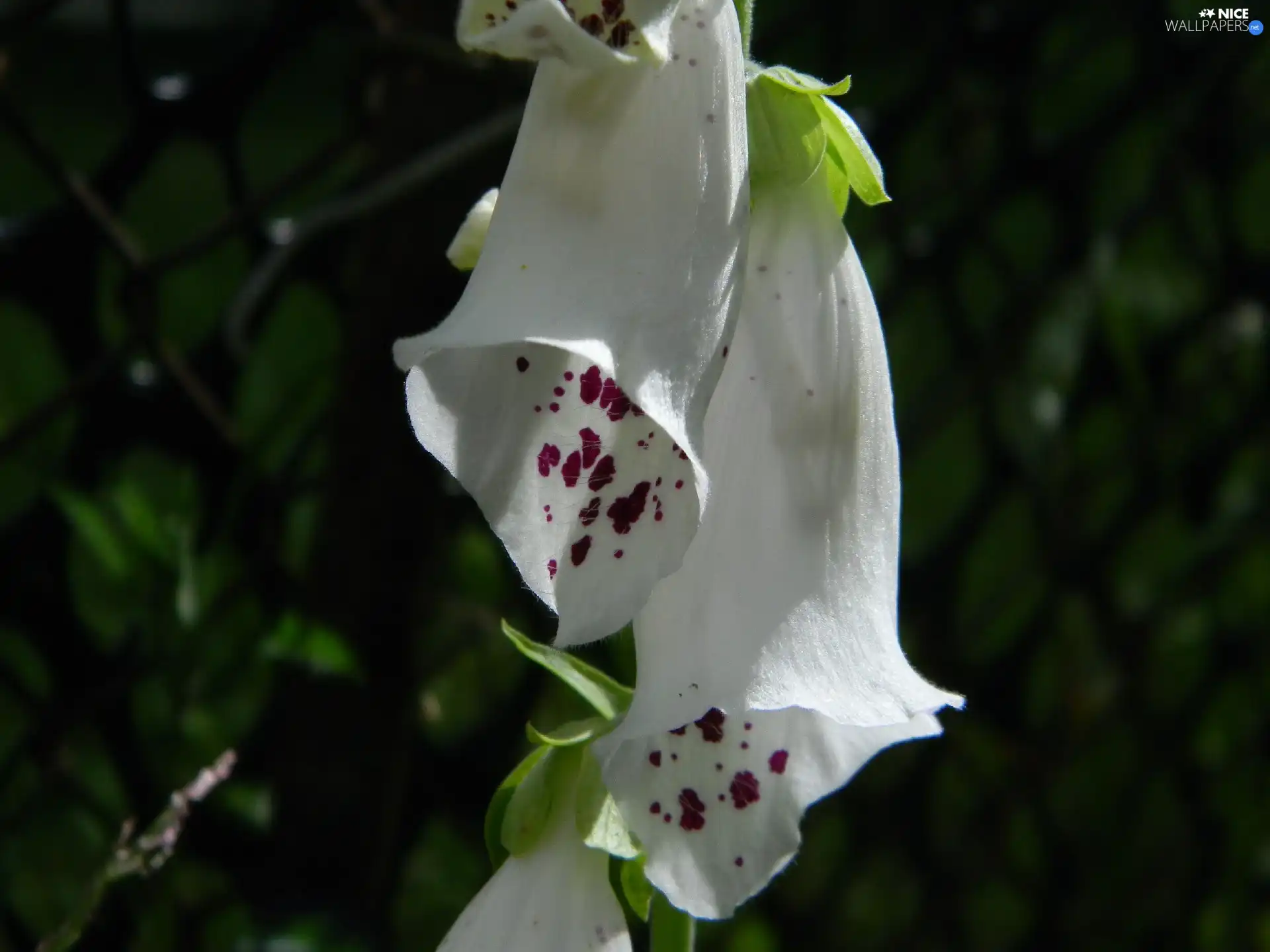 white, Flowers, digitalis