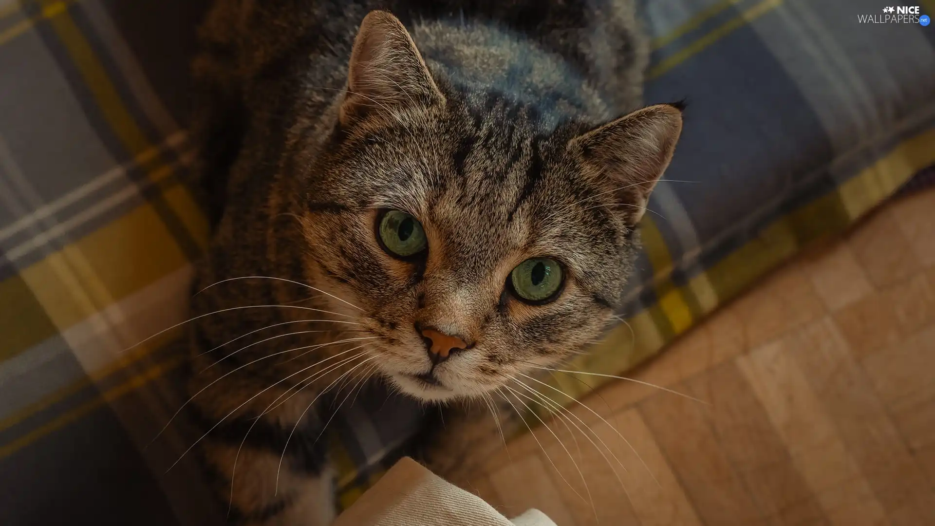 Green-eyed, cat, White Bed, dun