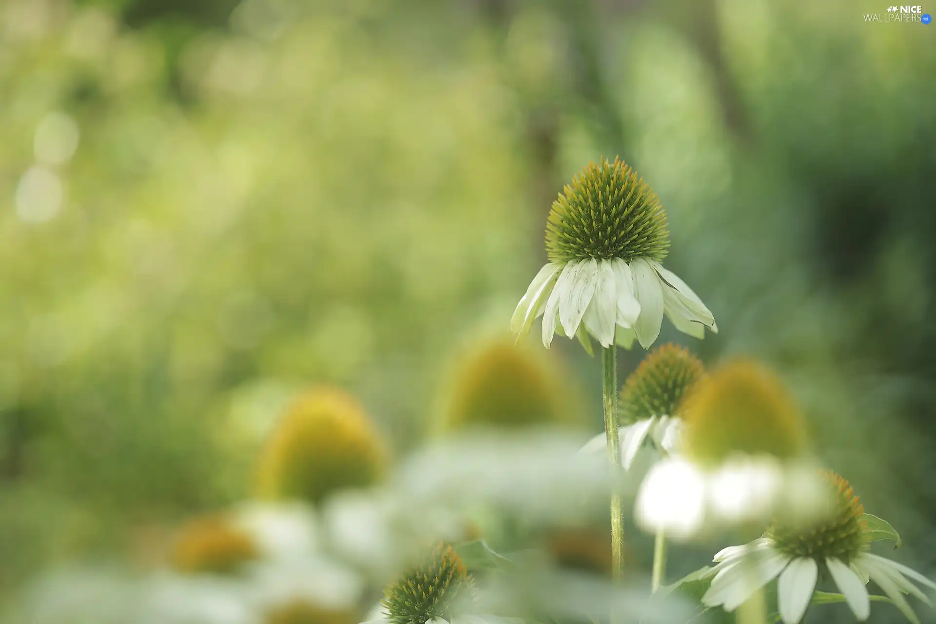 echinacea, Colourfull Flowers, White