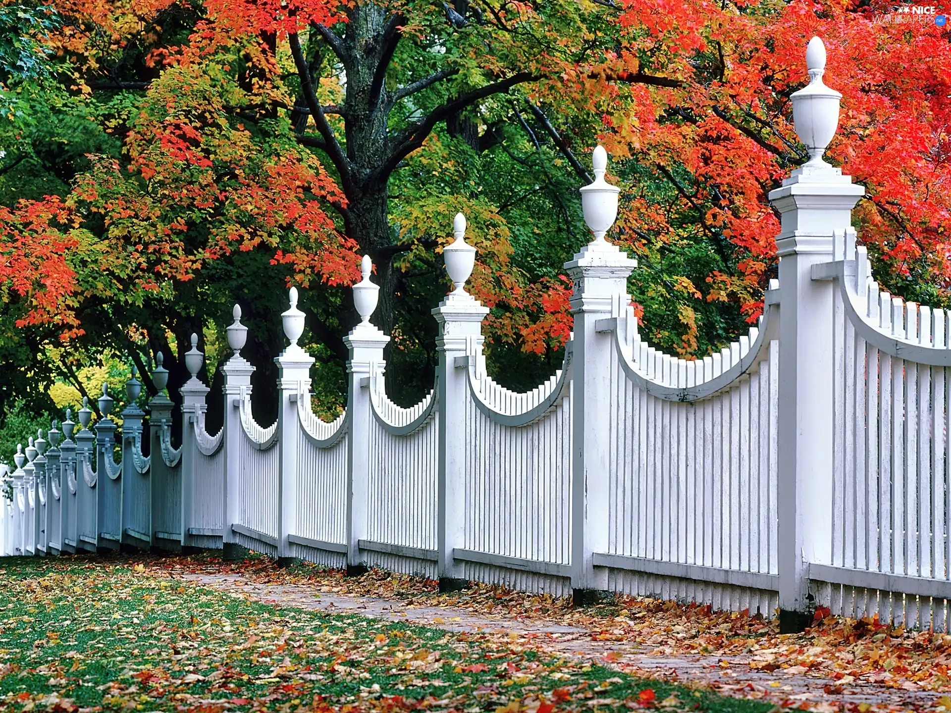 viewes, autumn, White, fence, Park, trees