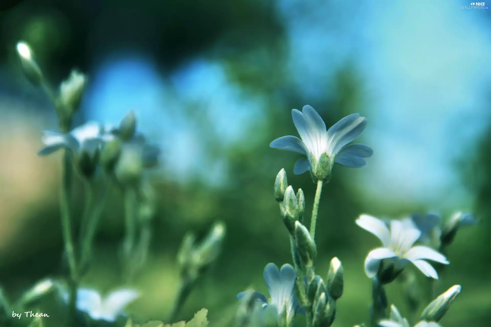 White, Flowers