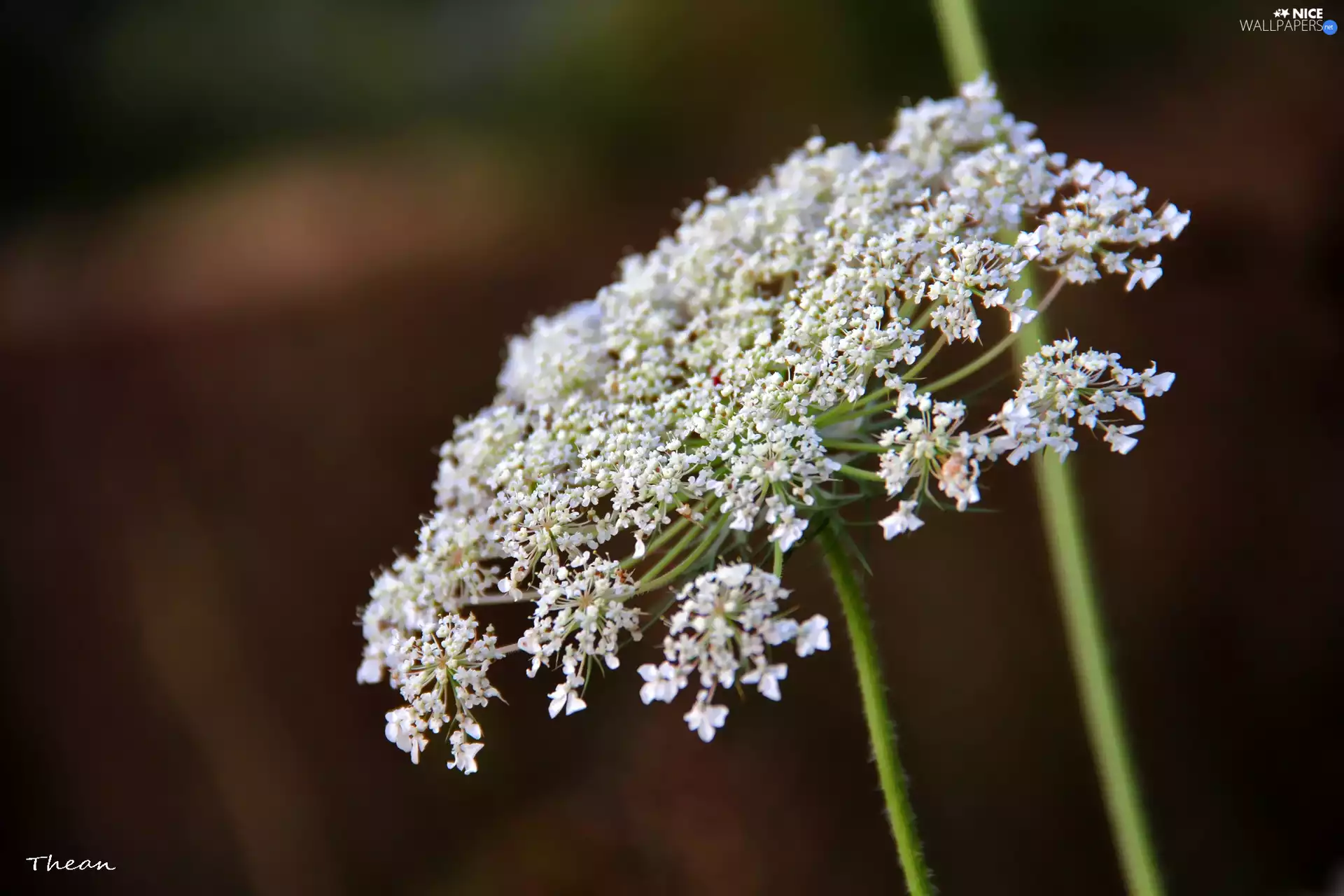White, Flowers